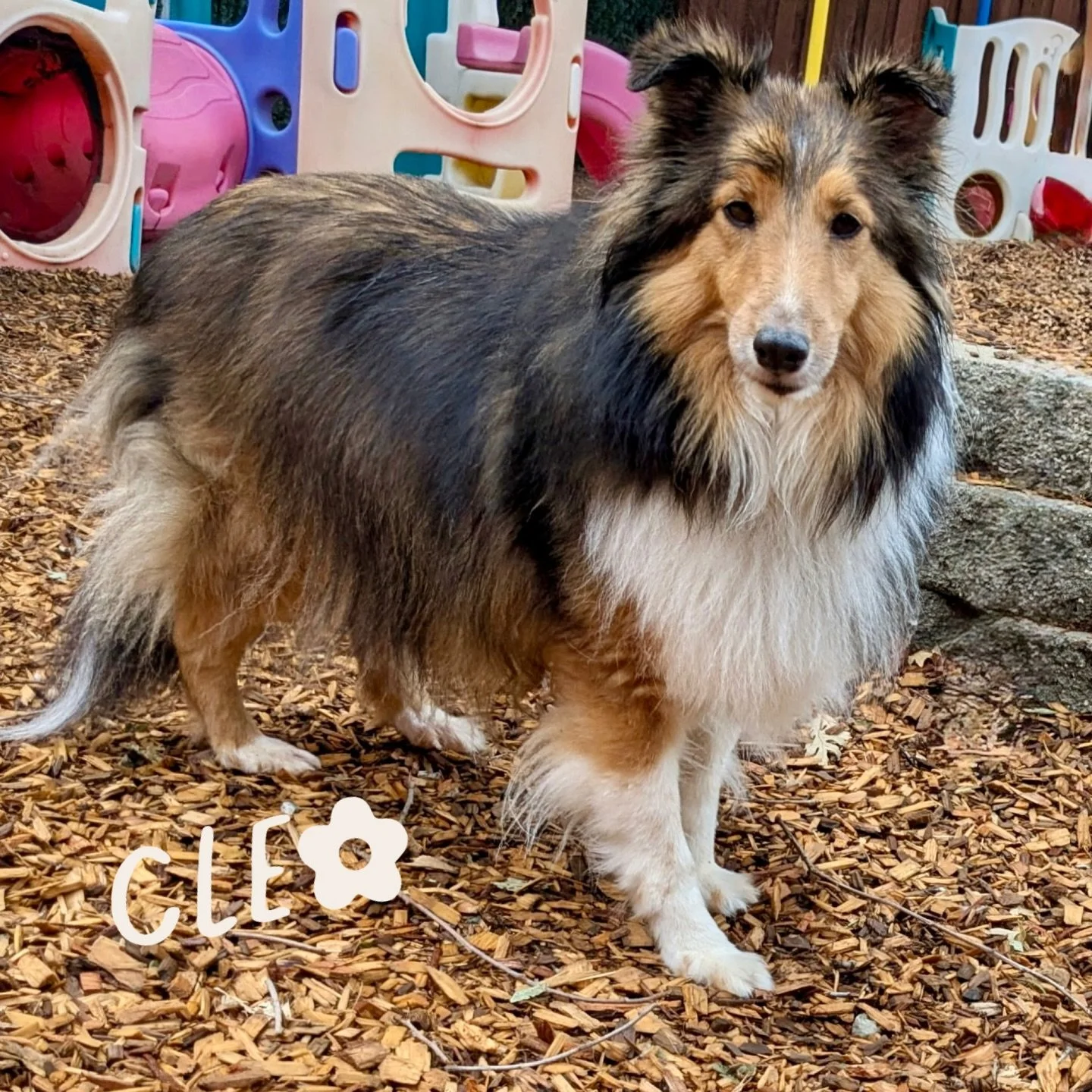 DOG OF THE DAY! 4-21-26. Cleo does it all at The Canine Connection! This 6 (almost 7) year old Sheltie came into our circle when she was a youngster and has been an active participant ever since. When she first joined our community, way back in 2020,