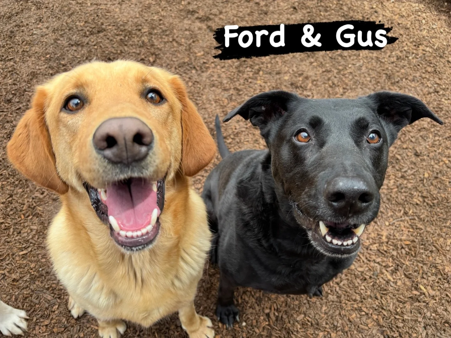 DOG OF THE DAY! 4-22-26. These two handsome guys are Ford and Gus. Ford was previously featured (with Lincoln) on President&rsquo;s Day! He&rsquo;s the quintessential Labrador - lover of balls, water, and just about anything and everything he can get