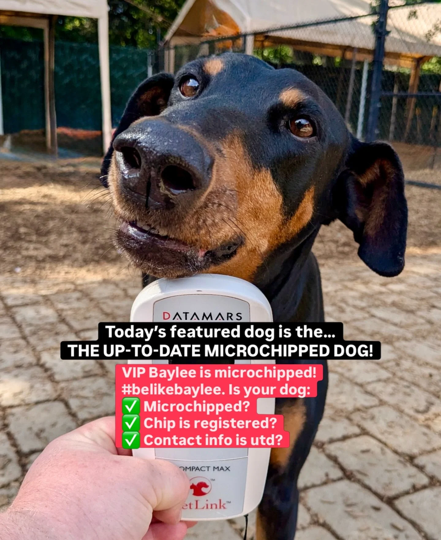 DOG OF THE DAY! 4-23-26. We didn&rsquo;t get a chance to post a featured dog yesterday because we were preoccupied with securing and then trying to find the owner of a terrified dog that was running loose. Sarah discovered the poor dog while he was r