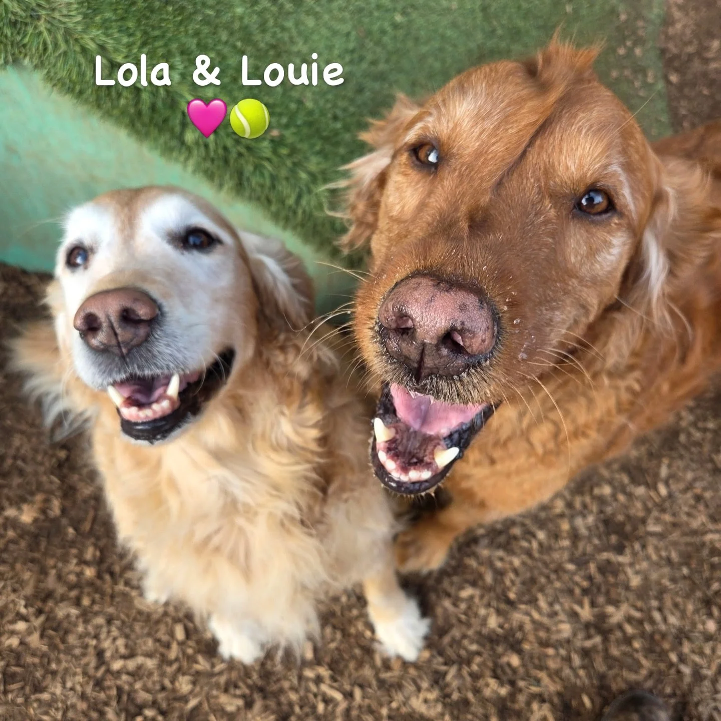 DOGS OF THE DAY! 12-24-26. If you made a list of all the things we love about dogs, you would describe Lola and Louie. This brother-sister duo is nothing but sweetness, through and through. At our enrichment daycare, the are part of our &ldquo;Mature