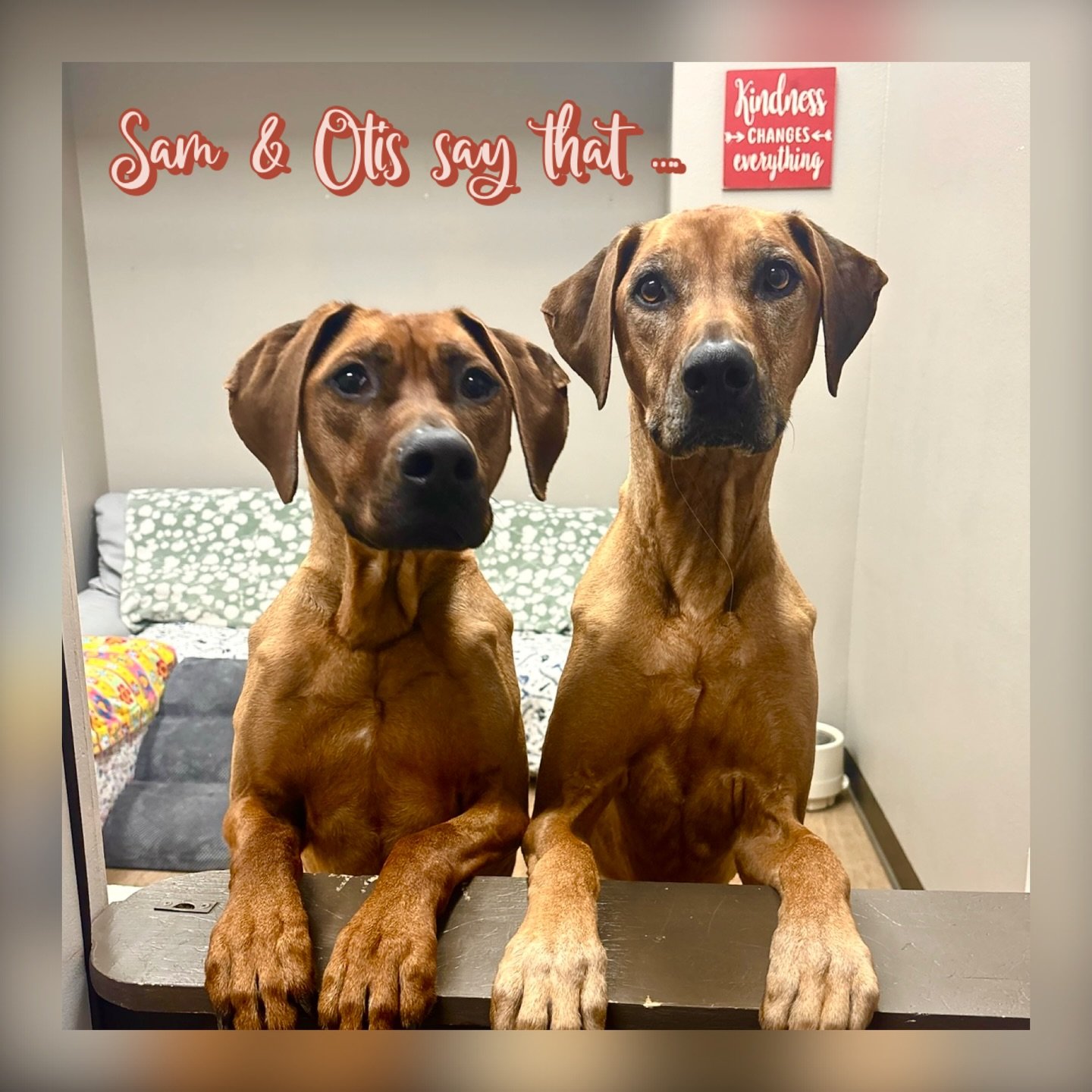 DOGS OF THE DAY! 4-26-26! When our two beloved Ridgebacks, Sam (right) and her little brother Otis (left) were caught with their sweet expressions and this sign behind them, we knew we wanted to share this image with a wish for the week&hellip; for e