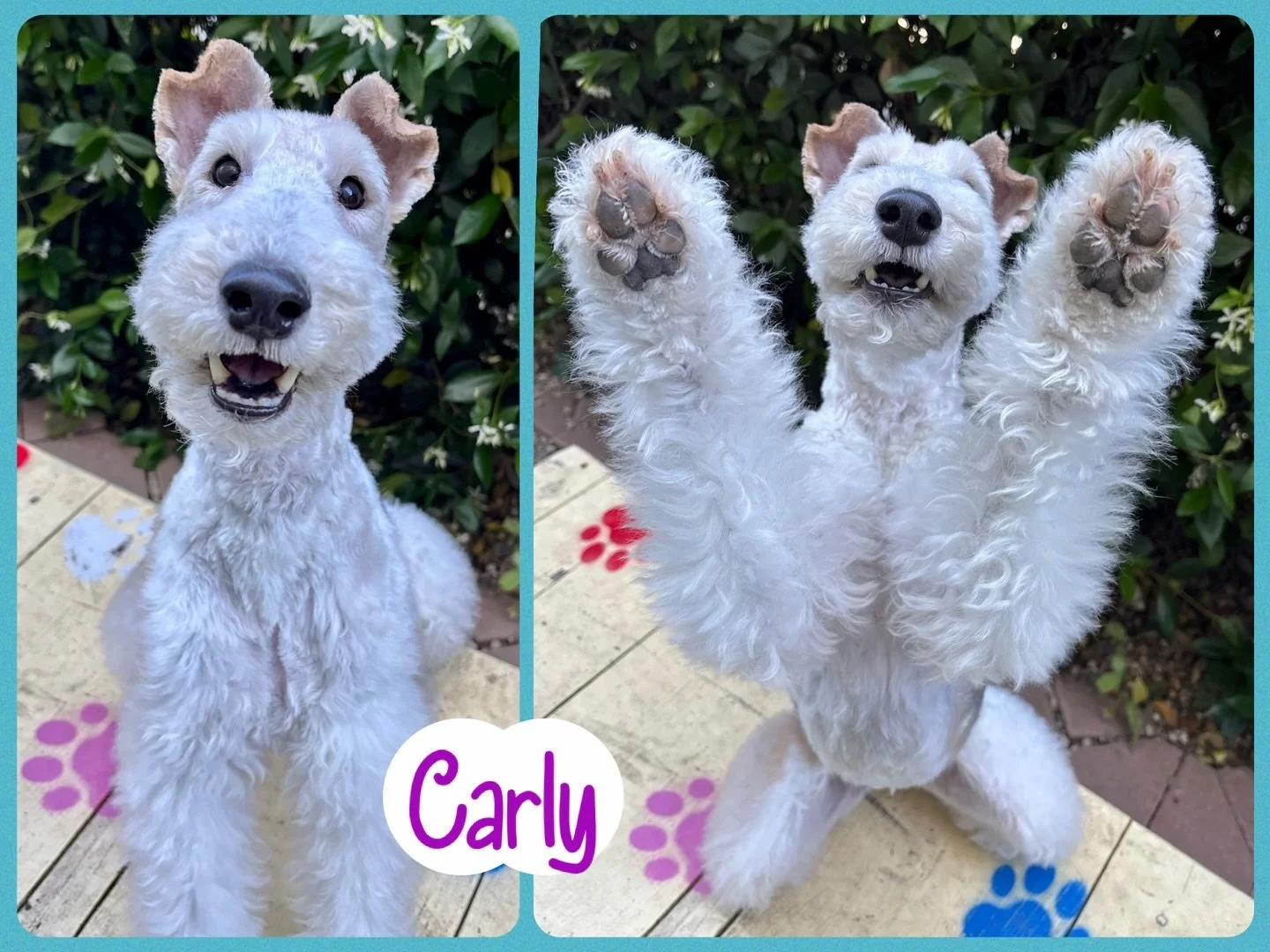 DOG OF THE DAY! 4-27-26. If you need a smile, you need Carly. Carly, a Fox Terrier, is a second generation Canine Connection dog; her predecessor was also a Canine Connection VIP who left big paw prints behind. 

We have known Carly since she was a l