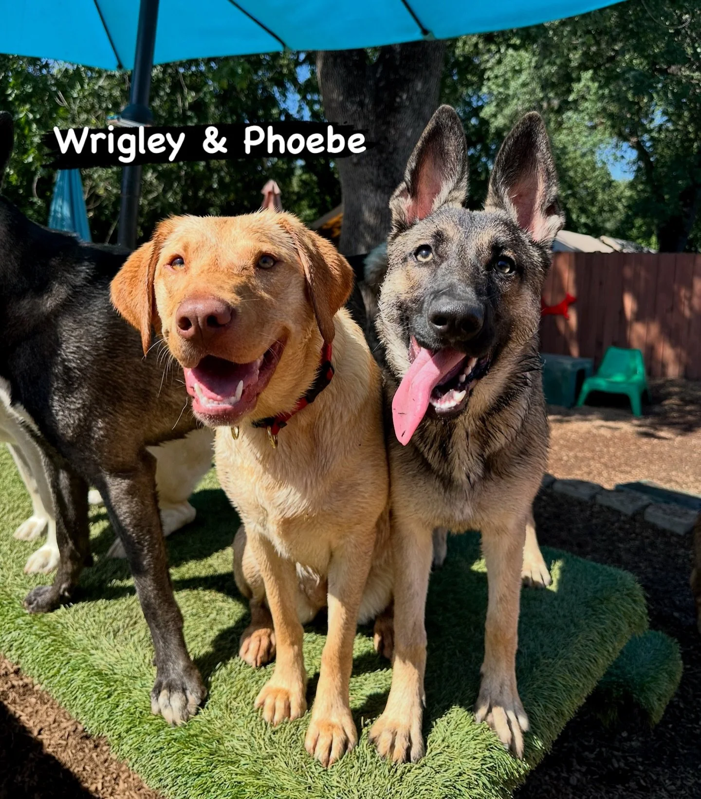 DOGS OF THE DAY! 4-28-26. How cute are these two?! Meet VIPs Wrigley (left) and Phoebe (right). These two girls are lucky and loved, both grads of our training classes, both social butterflies at PEP Camp, and now, both featured as our &ldquo;Dog of 