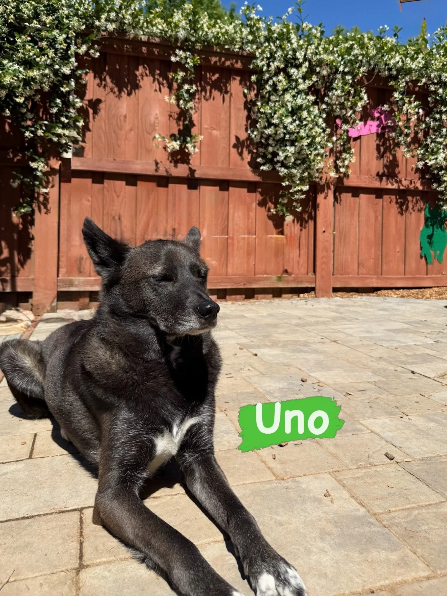 DOG OF THE DAY! 4-28-26. Handsome Uno is back, and so is the star jasmine. 

Uno is a 5.5-year old husky mix who has been vacationing with us for much of his happy life. Besides being a resort VIP, he&rsquo;s been one of training students too!

Uno i
