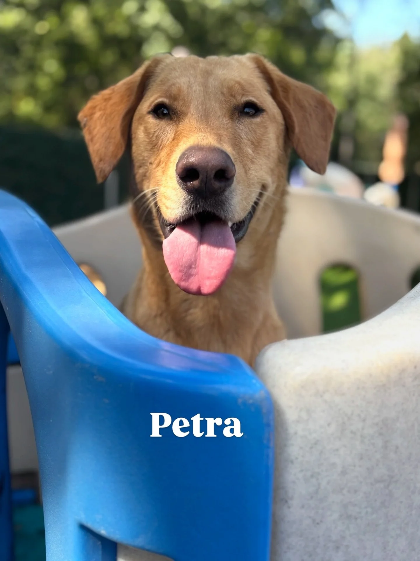 DOG OF THE DAY! 4-30-26. It&rsquo;s Petra, reporting for duty, on this last day of April! 💛🐾

Our Dog of the Day is the one and only Petra, a sweet, sunny yellow Lab mix who has fully earned her spot on The Canine Connection team. Whether she is gr