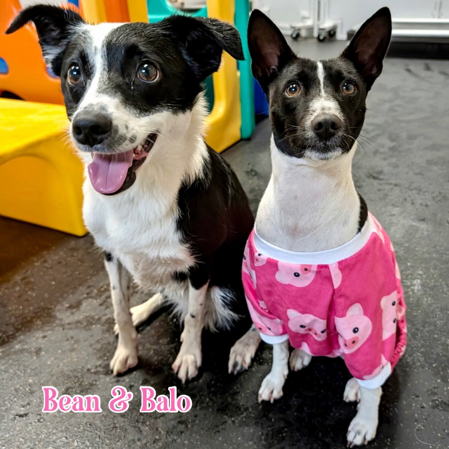 DOGS OF THE DAY! 5-2-26. Before we get too far into spring and put away our winter clothes, we thought we should celebrate &ldquo;Fashionista Friday.&rdquo; Let&rsquo;s all take a moment to appreciate VIP Balo&rsquo;s stylish apparel, along with her 