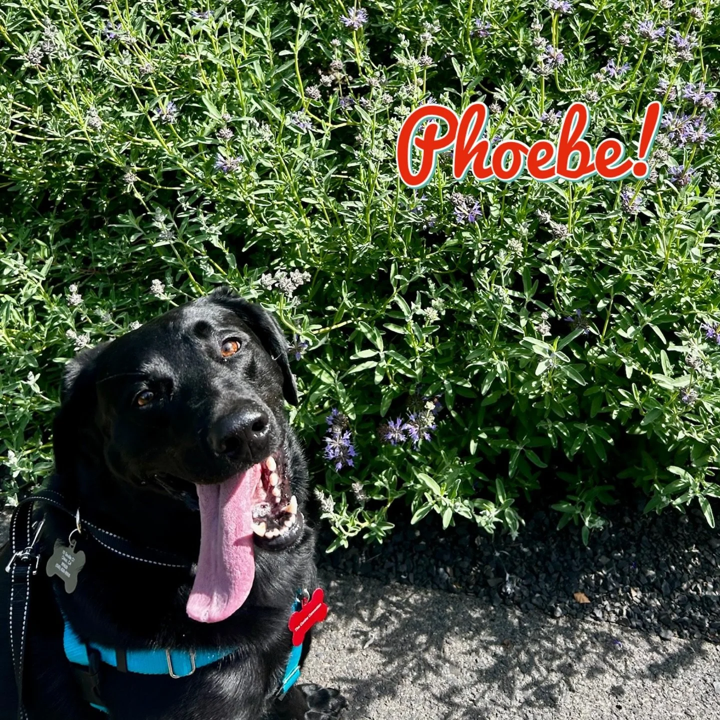 DOG OF THE DAY! 5-3-26. If you were to look up the word &ldquo;enthusiastic,&rdquo; you would find Phoebe&rsquo;s picture. This girl brings boundless, joyful energy to everything she does - everything. We always know when Phoebe is arriving for PEP C