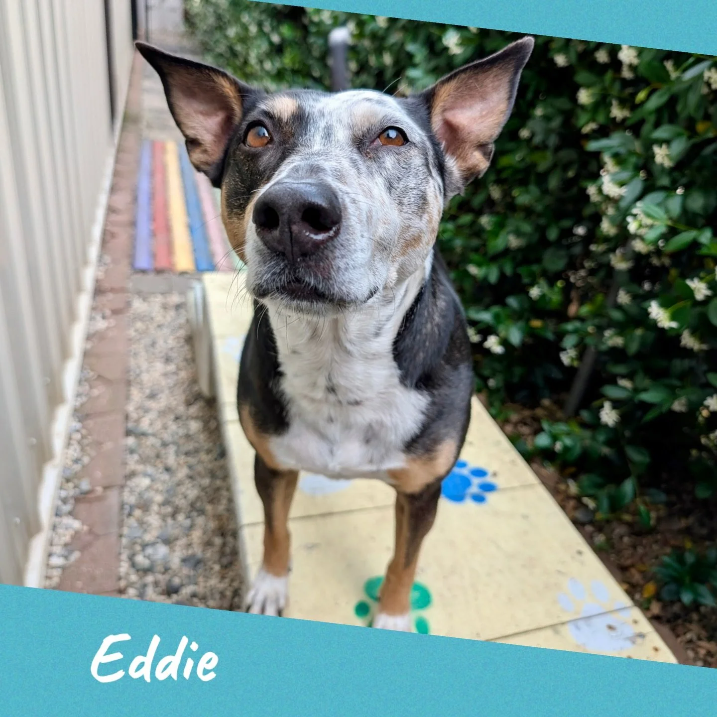 DOG OF THE DAY! 5-4-26. Eddie is unique in looks and preferences. This 8-year old cattledog mix has been part of our Canine Connection family for many years, regularly attending PEP Camp and our overnight slumber parties. Over time, we have seen this