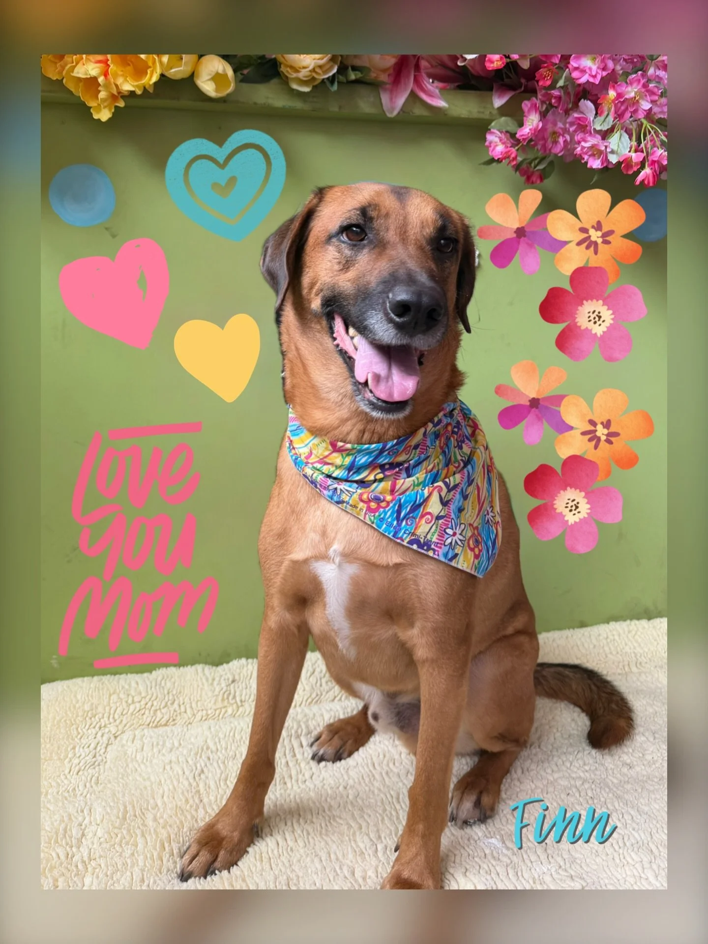 DOG OF THE DAY! 5-5-26. Our Mother&rsquo;s Day photo shoots began today and Finn helped get our cameras clicking. 

Finn is a regal dog. He&rsquo;s a 4-year old Rhodesian Ridgeback mix who likes to assess situations before diving into them. When he f