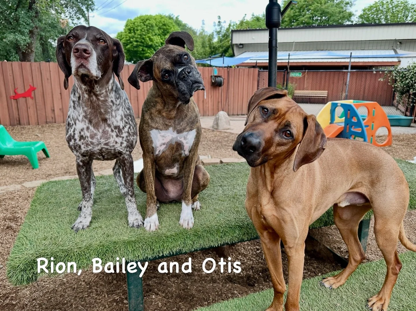 DOGS OF THE DAY! 5-6-26. You&rsquo;ve previously met our regal Ridgeback, Otis, but this is our first introduction of Rion (the pointer) and Bailey (the boxer).

This trio is part of our &ldquo;Mature and Mellow&rdquo; social group. Since this trio h