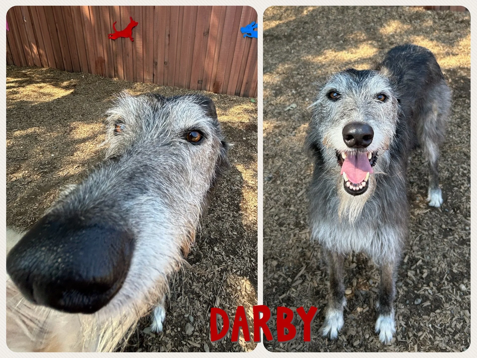 DOG OF THE DAY! 5-7-26. As the song goes, &ldquo;You don&rsquo;t always get what you want. 🎶 You get what you need!&rdquo; 

Meet Darby, a lovable, scruffy sighthound, who, along with her brother, Seamus the Wolfhound, has been part of The Canine Co