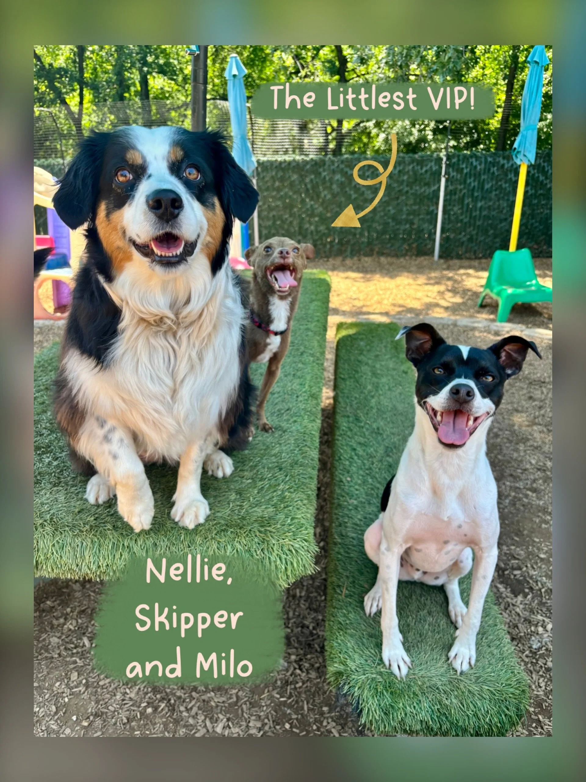 DOGS OF THE DAY! 5-8-26. If you look closely, you will spot the littlest PEP Camp VIP. Skipper is teeny tiny but his personality is bold and big. He runs with &ldquo;The Littles,&rdquo; where, next to Skipper, his peers look pretty big!

Next to Skip