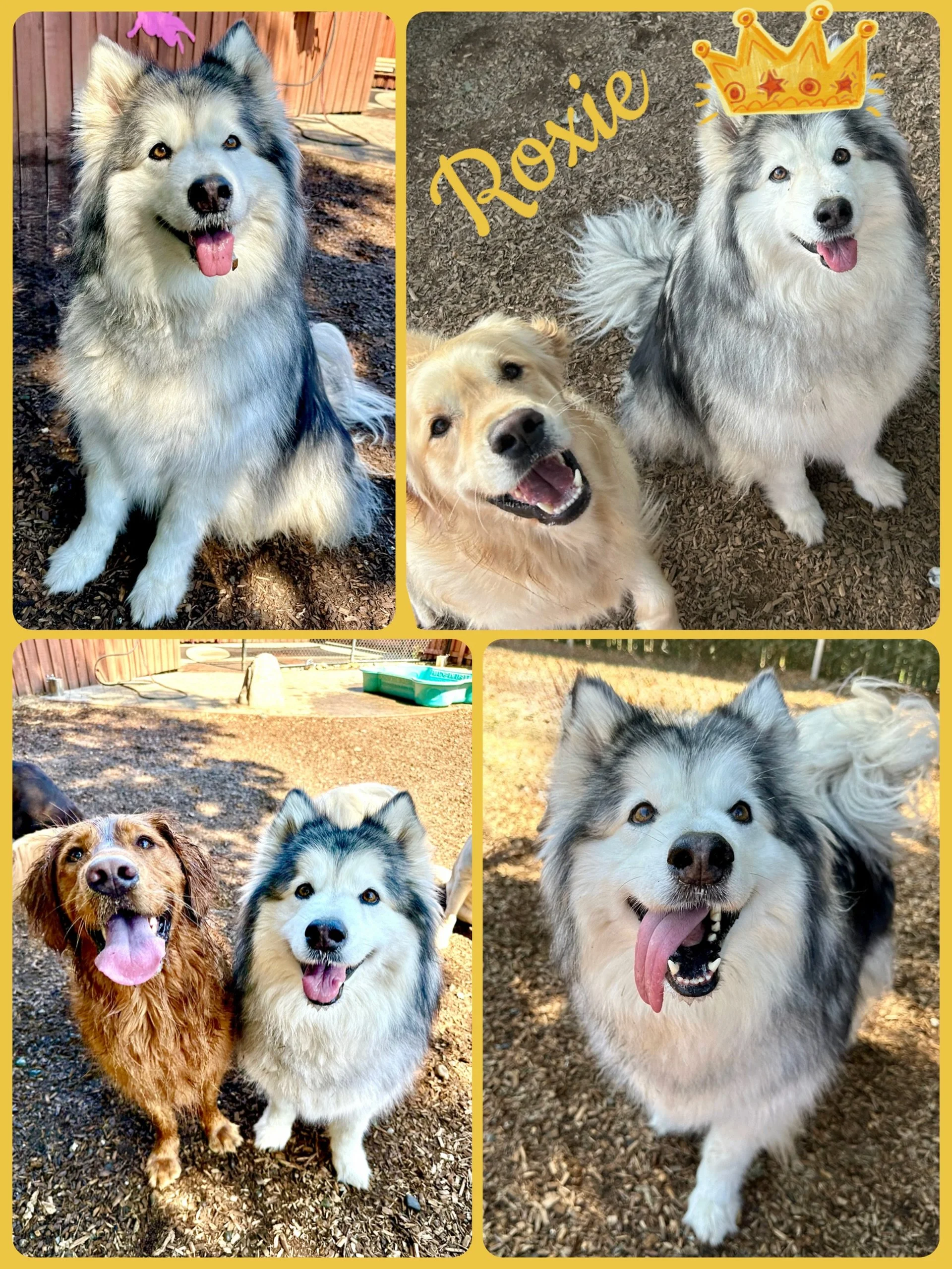 DOG OF THE DAY! 5-9-26. Roxie is our princess! She rules with benevolence and grace. All within her kingdom, our resort, worship her. Just as Princess Diana was known as the &ldquo;People&rsquo;s Princess&rdquo; because she connected with all, Roxie 