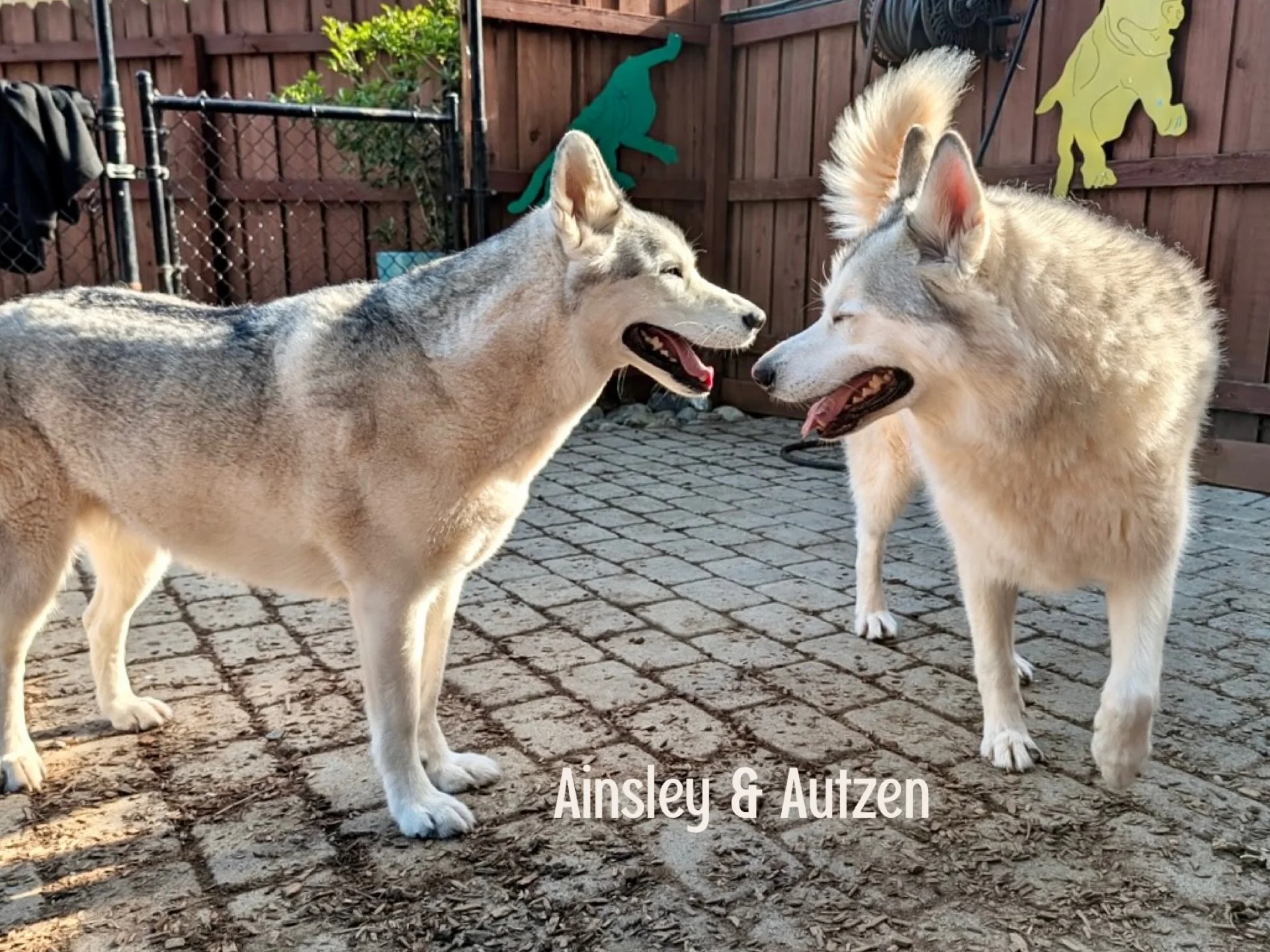 DOGS OF THE DAY! 5-10-26. Ainsley and Autzen are, in a word, MAGNIFICENT. These two show-stoppers are &ldquo;siblings&rdquo; who live together, though they are not from the same litter. They are very large, in both size and personality, so they prese