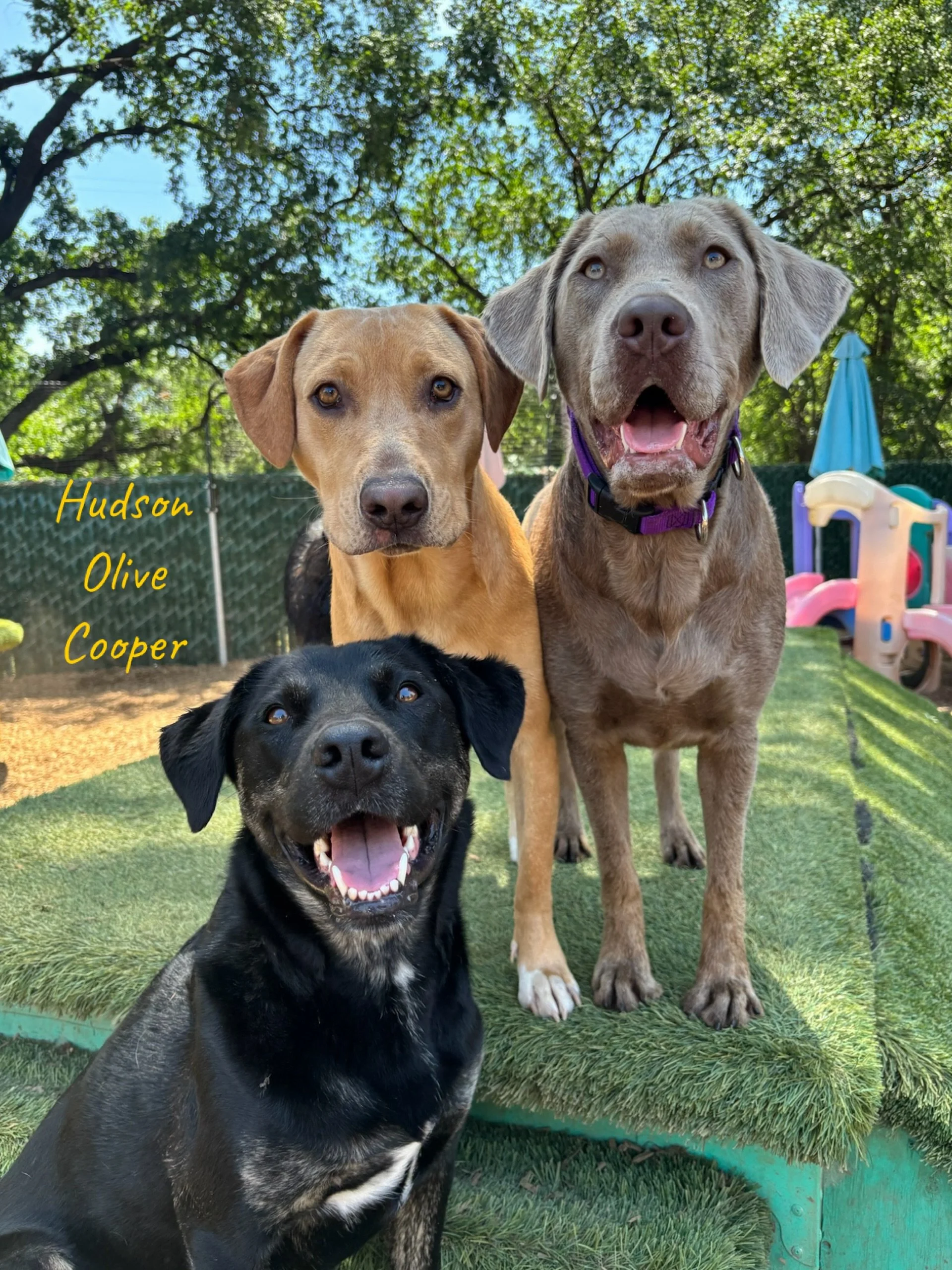 DOGS OF THE DAY! 5-11-26. Oops, we&rsquo;re playing a bit of catch up. Enjoy this pic from yesterday!

Some dogs just have that sparkle in their eyes, and these three sweet faces light up the whole play yard ✨🐾

They say the eyes are the windows to 