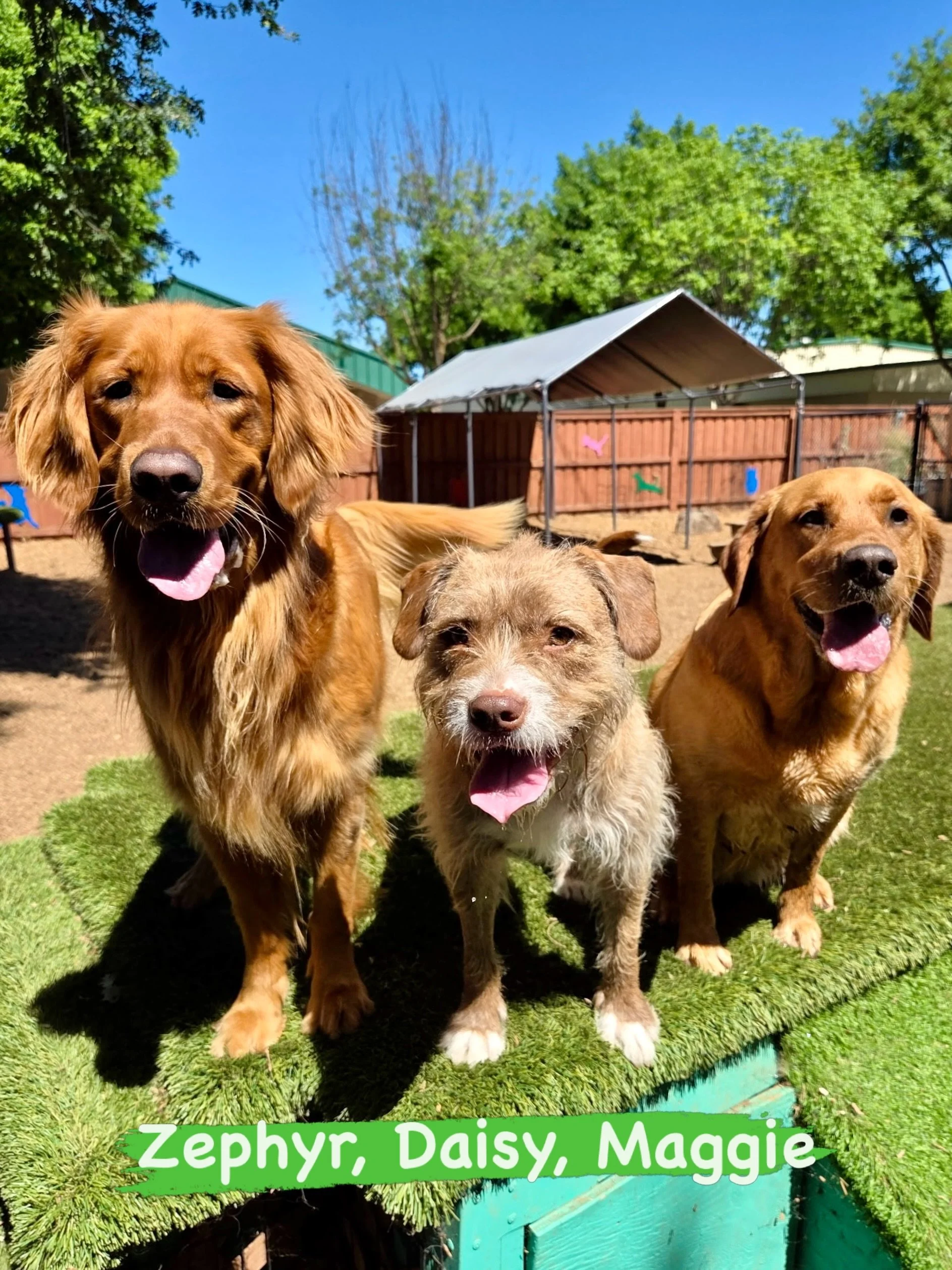 DOGS OF THE DAY! 5-13-26. Today&rsquo;s &ldquo;Dog of the Day&rdquo; crew understood the assignment: big smiles, happy tails, and maximum charm from every angle! 

From left to right we&rsquo;ve got Zephyr the Golden Retriever bringing movie star ene