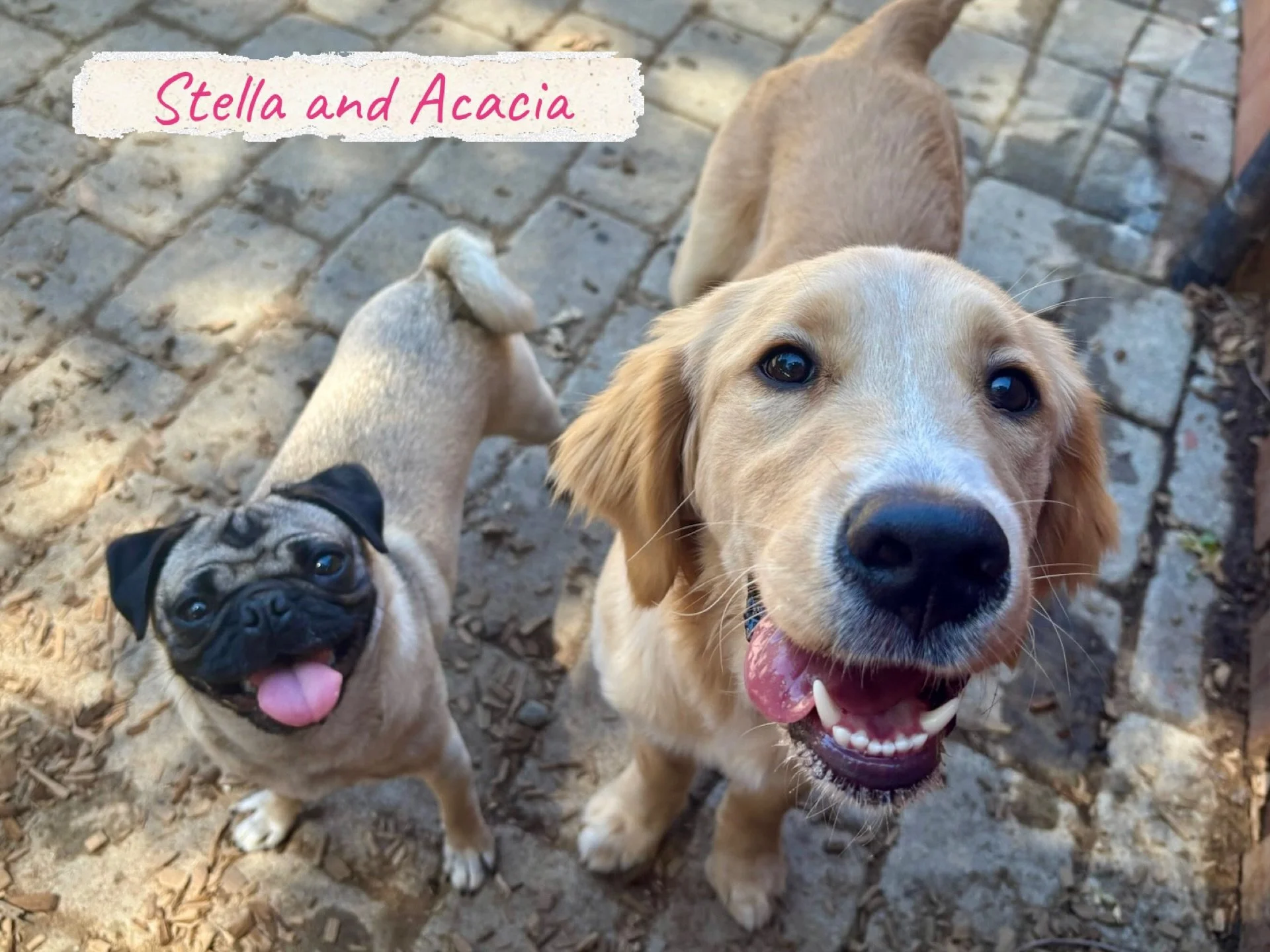 DOGS OF THE DAY! 5-14-26. Today was filled with sweetness! 🩷 Stella, our precious pug welcomed Acacia the perfect pup into PEP Camp. How nice for this newcomer to have Stella take her under her wing (or&hellip; paw). Stella (who has previously been 