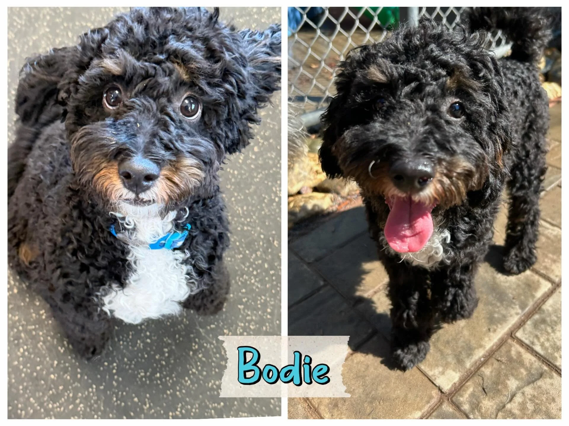 DOG OF THE DAY! 6-22-26. We&rsquo;re pretty sure dogs don&rsquo;t come cuter than Bodie.This adorable ball of fluff is a Puppy kindergarten grad, a regular at Puppy Social, and has now just started PEP Camp, our enrichment daycare program too. What a