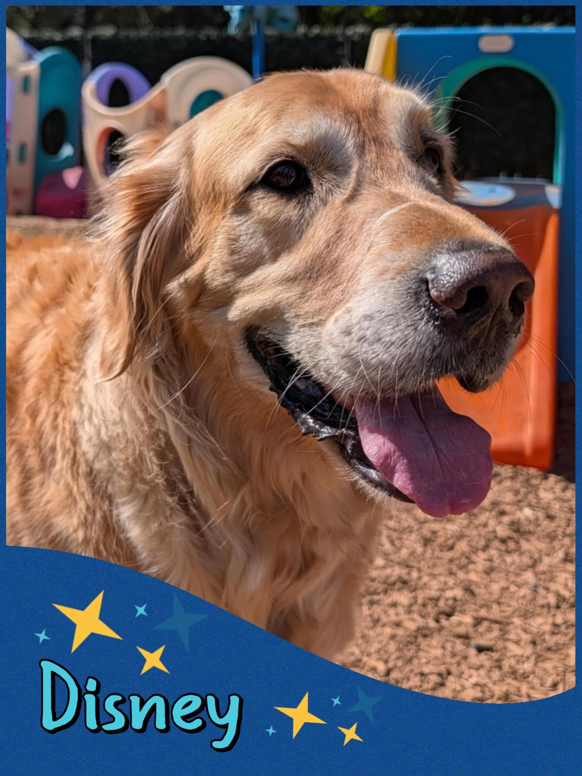 DOG OF THE DAY! 6-21-26. Sweet Disney is so aptly named - think fun, entertaining, and magical and you have&hellip; Disney, the sweetest golden retriever on earth! People have referred to our resort as &ldquo;Disney for Dogs&rdquo; since it is a very