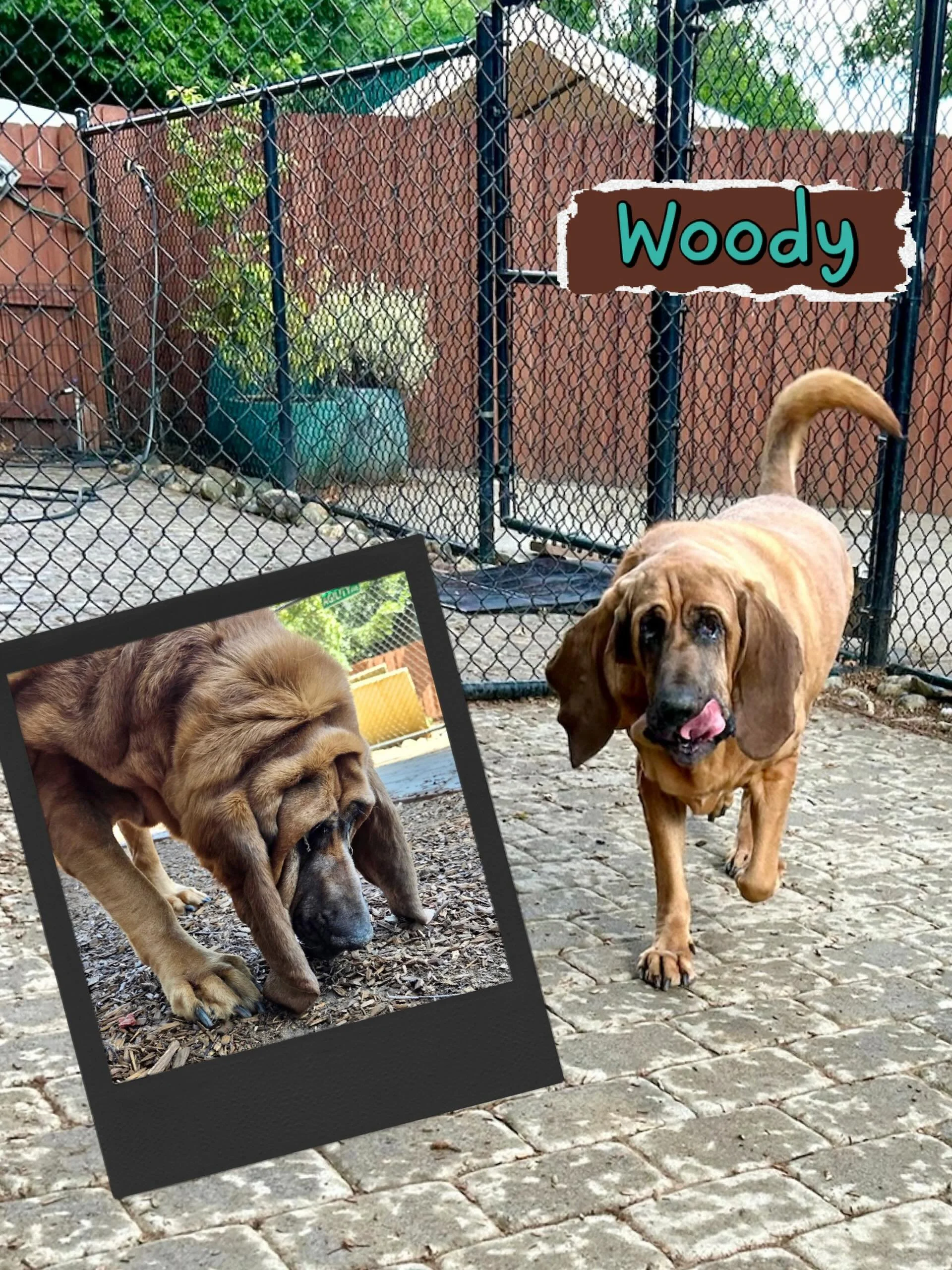 DOG OF THE DAY! 6-19-26. Woody is back! He&rsquo;s a Bloodhound who has been part of our Canine Connection family for many years. In fact, when Woody first started vacationing with us, he was his parents&rsquo; only child. He now is one of four, his 