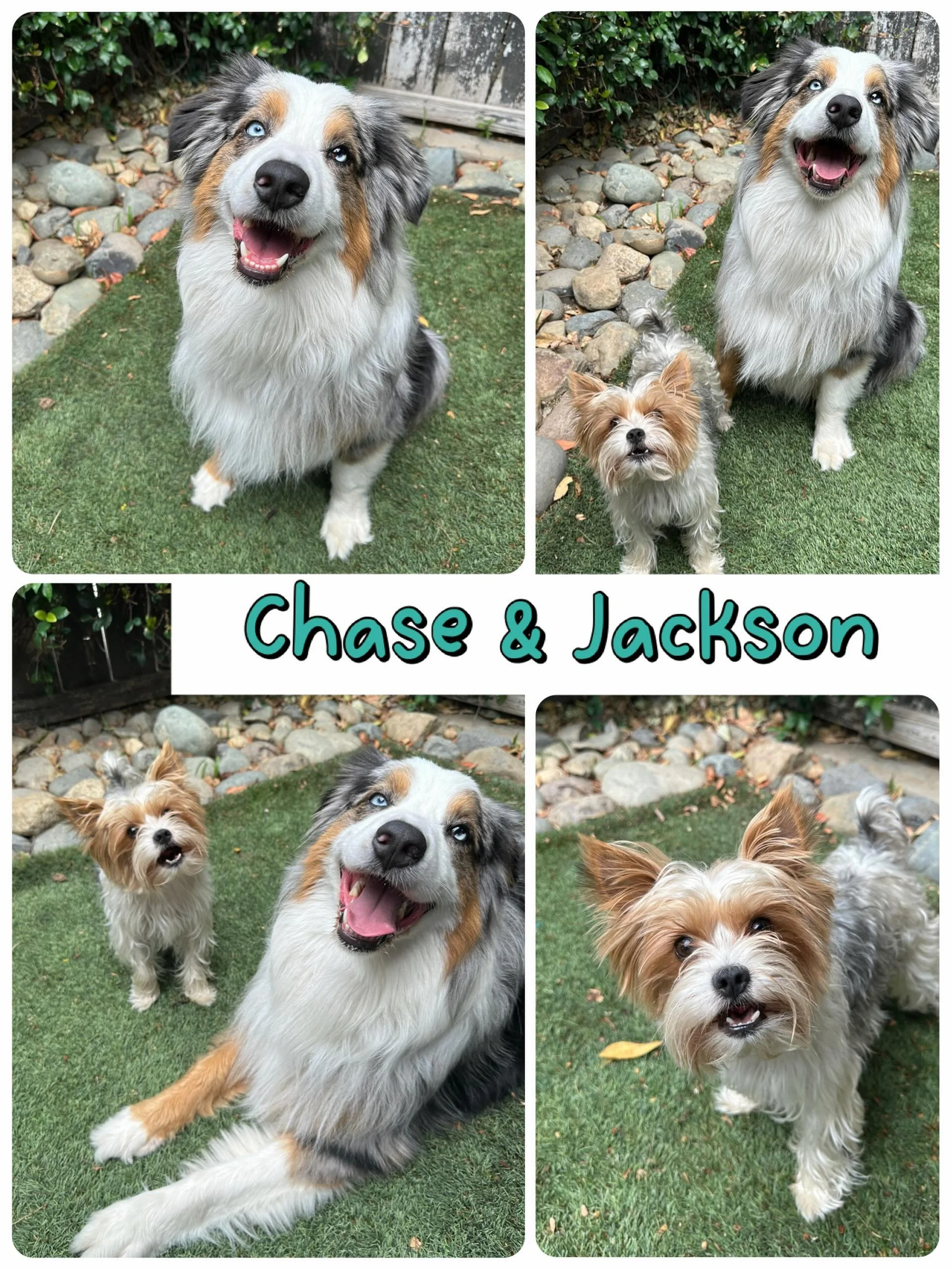 DOGS OF THE DAY! 6-18-26. Chase, this drop-dead gorgeous Aussie, wiggled into our puppy class a little over two years ago and we were totally smitten. If you know our founder, Sarah, you know she loves Aussies and so Chase immediately became &ldquo;h