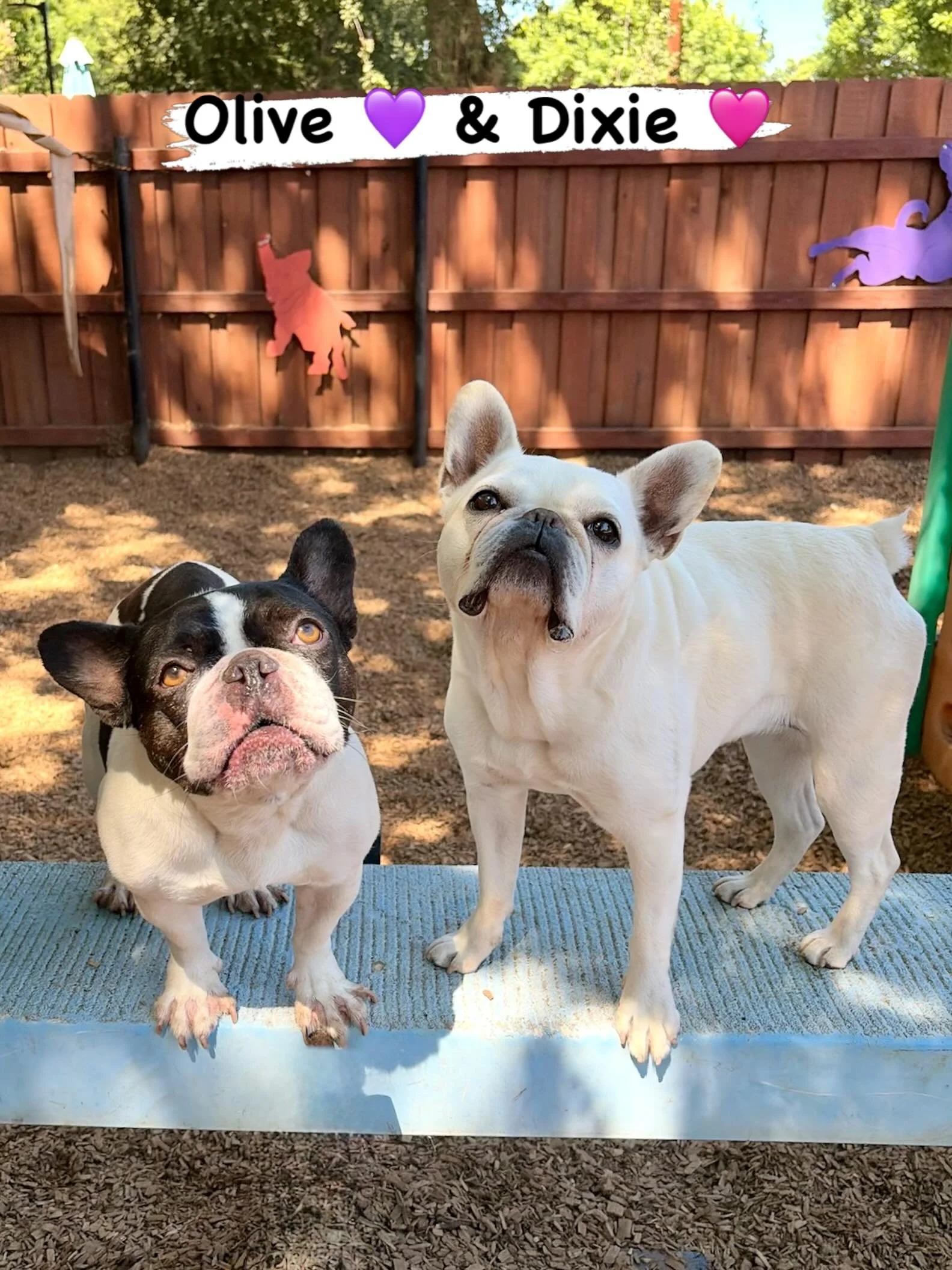 DOGS OF THE DAY! 6-20-26. The only thing better than one Frenchie is two and today we celebrate Saturday with Olive and Dixie. Aren&rsquo;t these two adorable? Yes! Both these girls are longtime and central members of our Canine Connection family. Ou