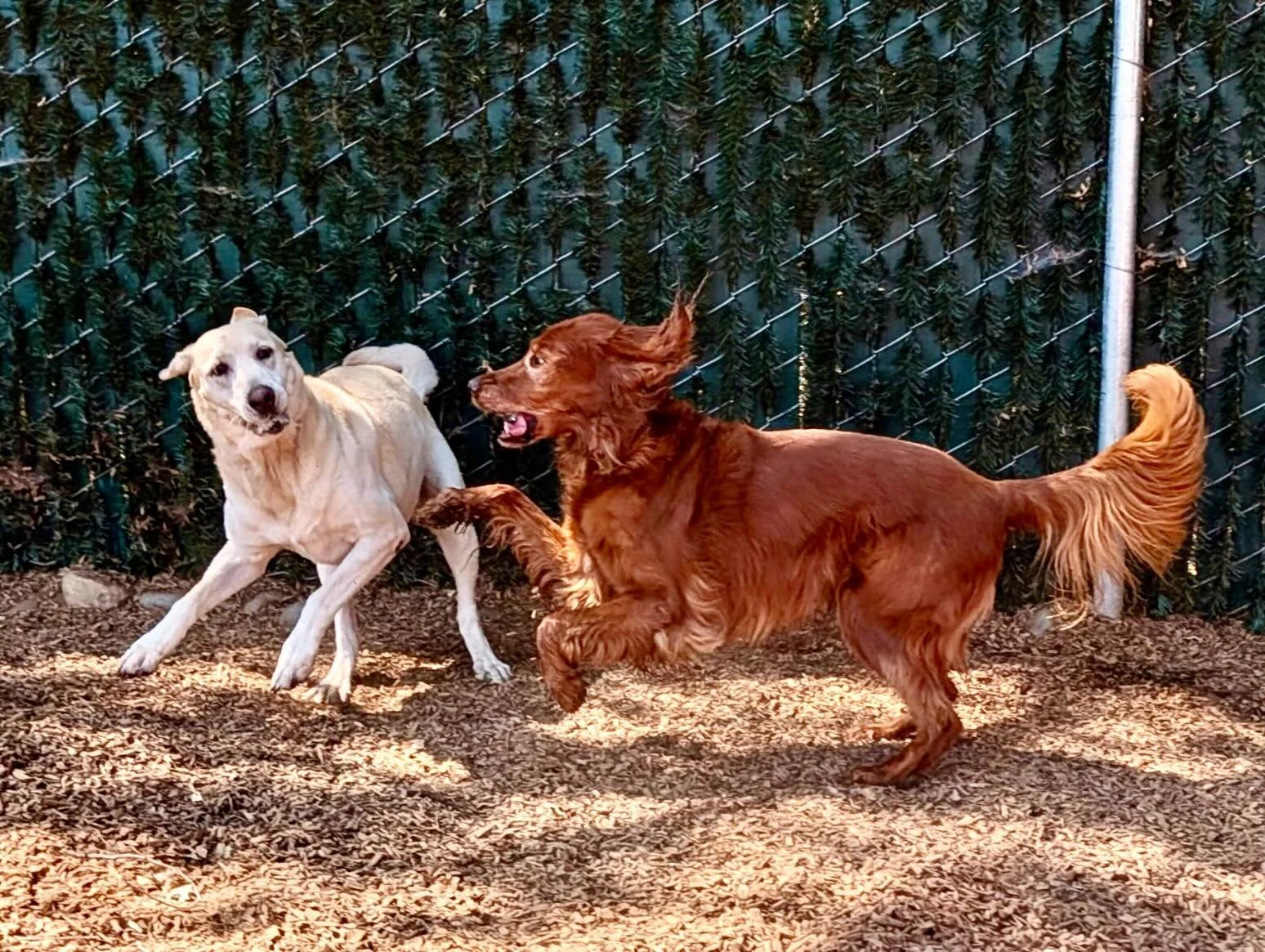 They&rsquo;ve still got it! Charlie, the red dog (a Golden Retriever-Irish Setter cross who just turned 15 years young!) and Peaches (the white Labrador who is almost 10 years young) may be seniors but they can rock and roll with the best of them! Wa