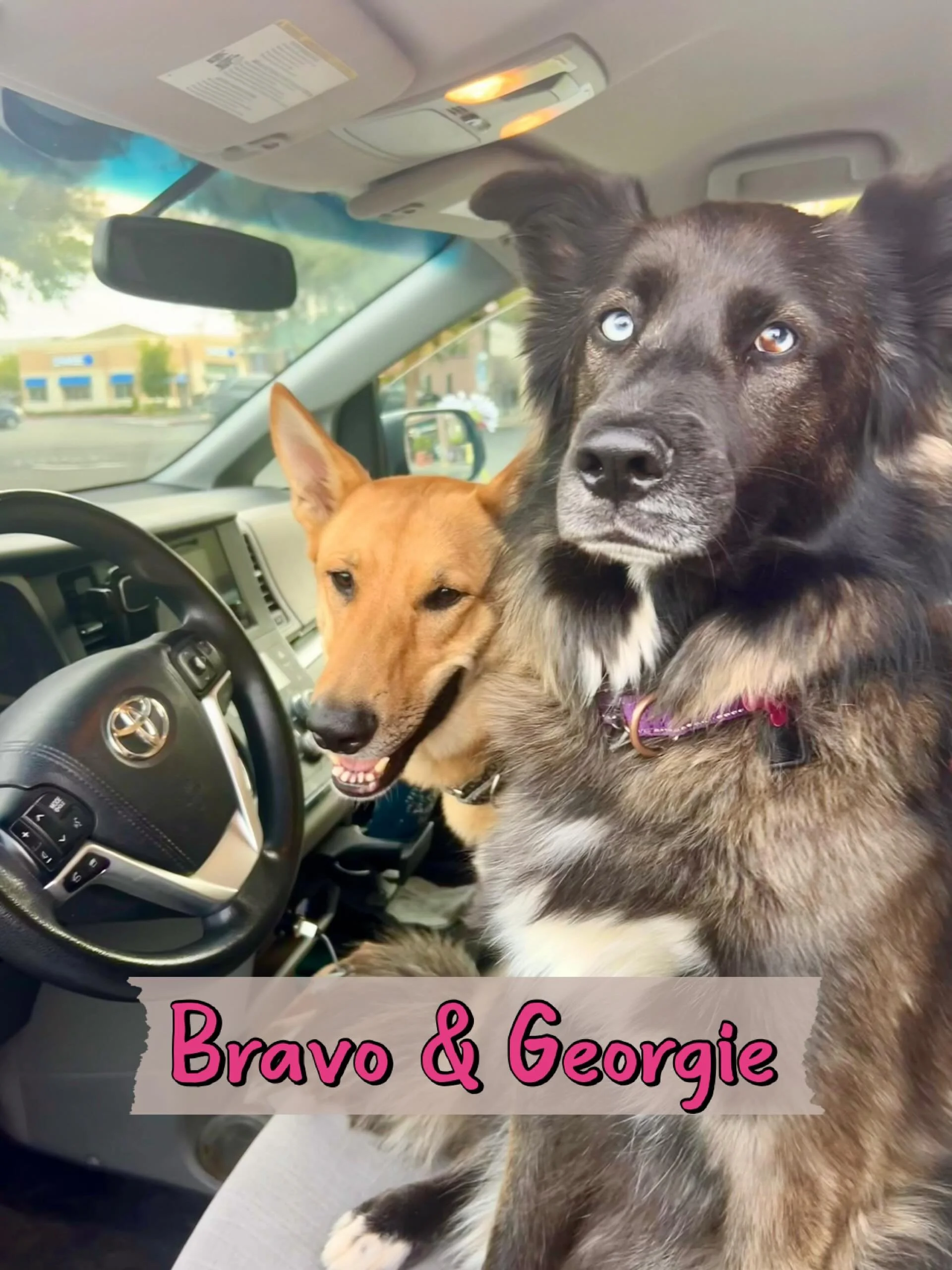 DOGS OF THE DAY! 6-25-26. Today&rsquo;s featured dogs, Georgie and Bravo, are very special to us for many reasons. Their parents, Karla and Tony, became our dear friends some time ago when they adopted one of our most beloved foster dogs of all time,