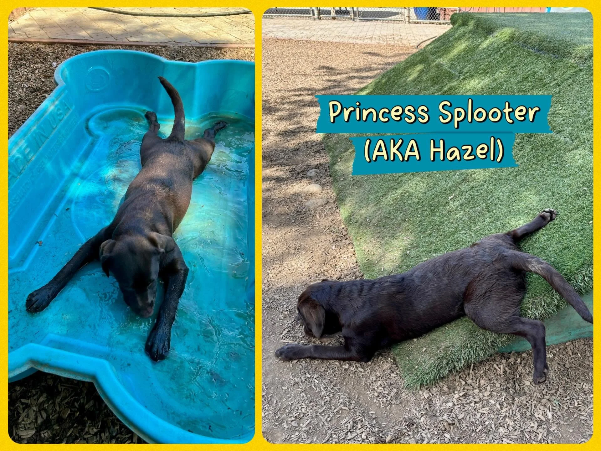 DOG OF THE DAY! 6-24-26. These photos are from earlier in the week since we&rsquo;re doing a bit of catch up with our Dog of the Day posts. These pics are of Hazel, a new PEP Camper, who is just the cutest, silliest, sweetest chocolate Labrador imagi