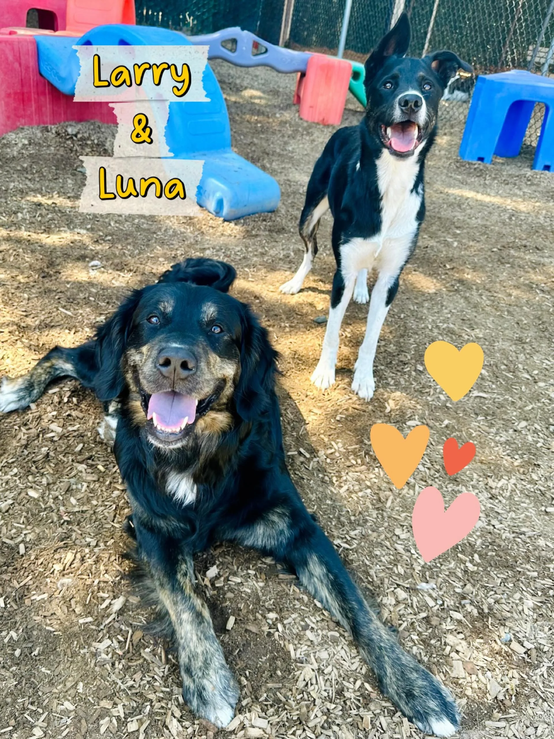 DOGS OF THE DAY! 6-26-26. They win! Luna and Larry&hellip; cutest couple of the day! It was such a delight to spend a fabulous Friday with these two - and I believe it was the first time they spent the day with each other! We hope it&rsquo;s not a la
