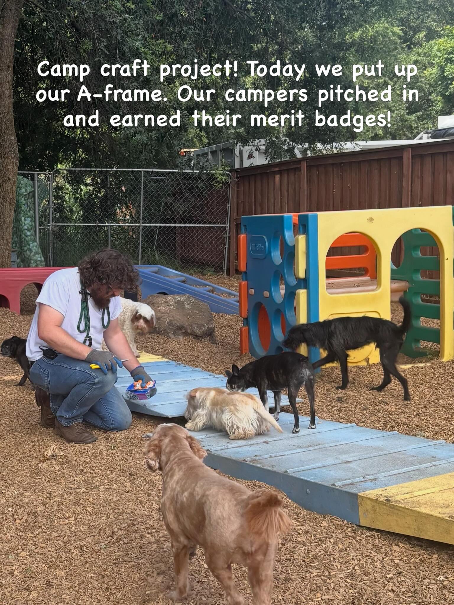 Thank goodness for little helpers! Team Captain, Avery, put up our agility A-frame today, but he couldn&rsquo;t have done it without his skilled construction crew of happy campers. One the Littles helped with the construction project, the bigger dogs