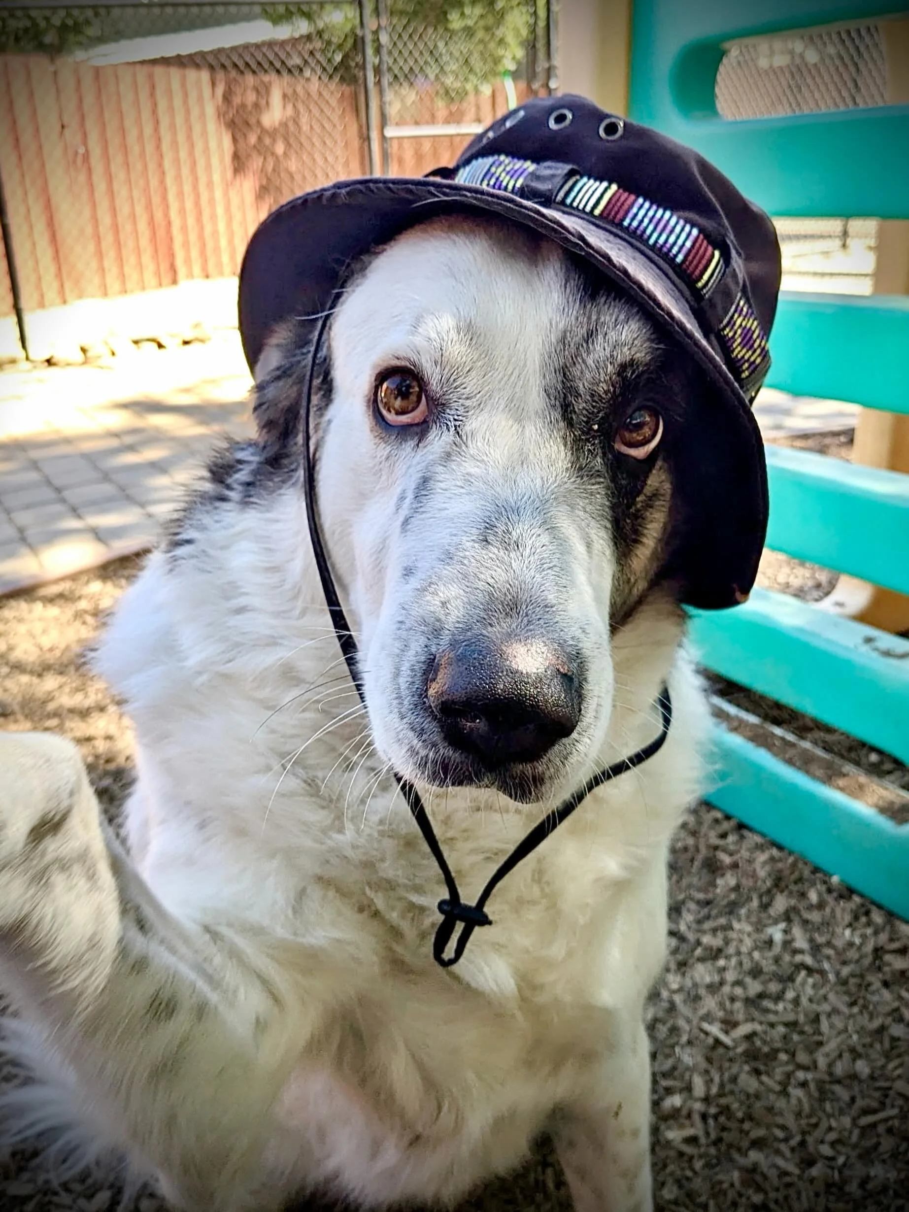 Our happy camper, Sadie, is sending out a Monday morning wave to you with a reminder to wear hats and sunscreen during these dog days of summer!

#thecanineconnection #happycamper #chicoca #dogresort #dogsofinstagram