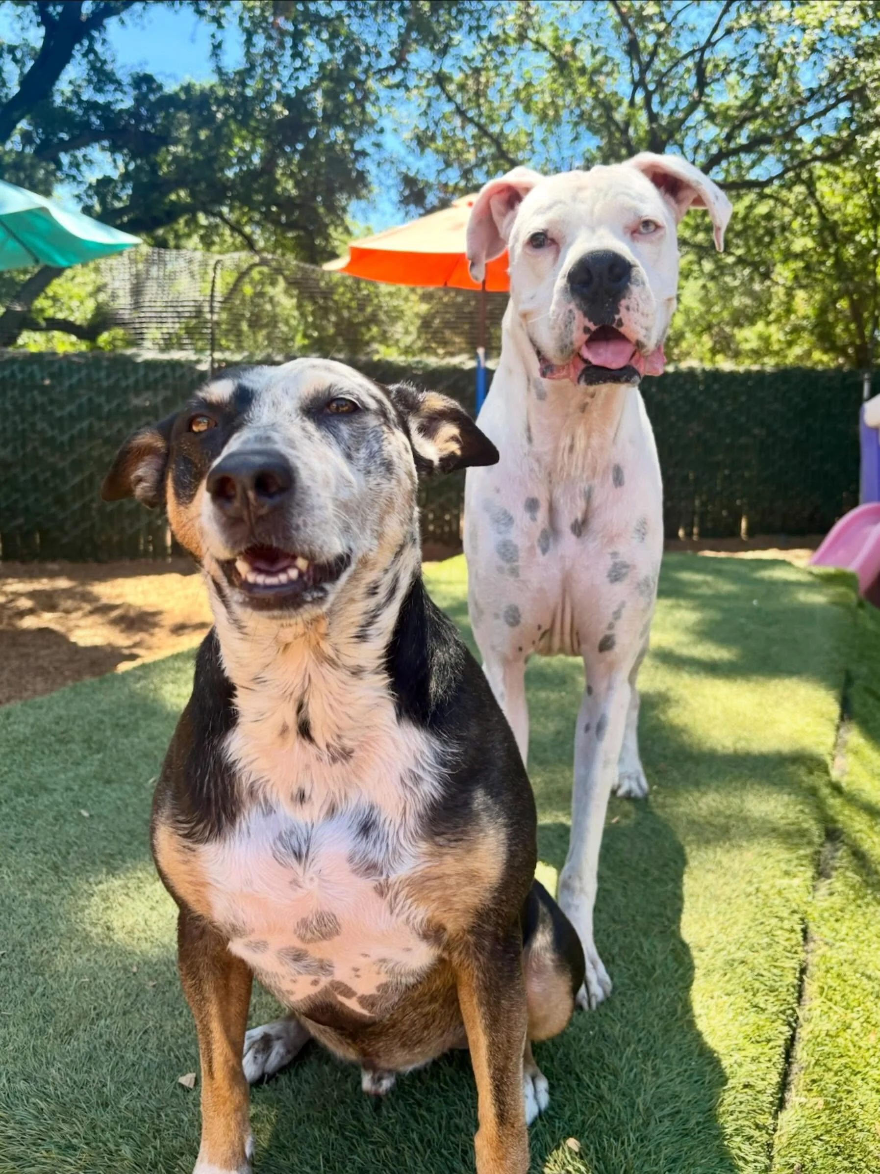 Eddie and Dane. Founding members of the Spotted Chest Society. In the charter: &ldquo;Dogs with spotted chests are eligible to join the Spotted Chest Society, an organization of good dogs dedicated to advancing the acceptance of all dogs, regardless 