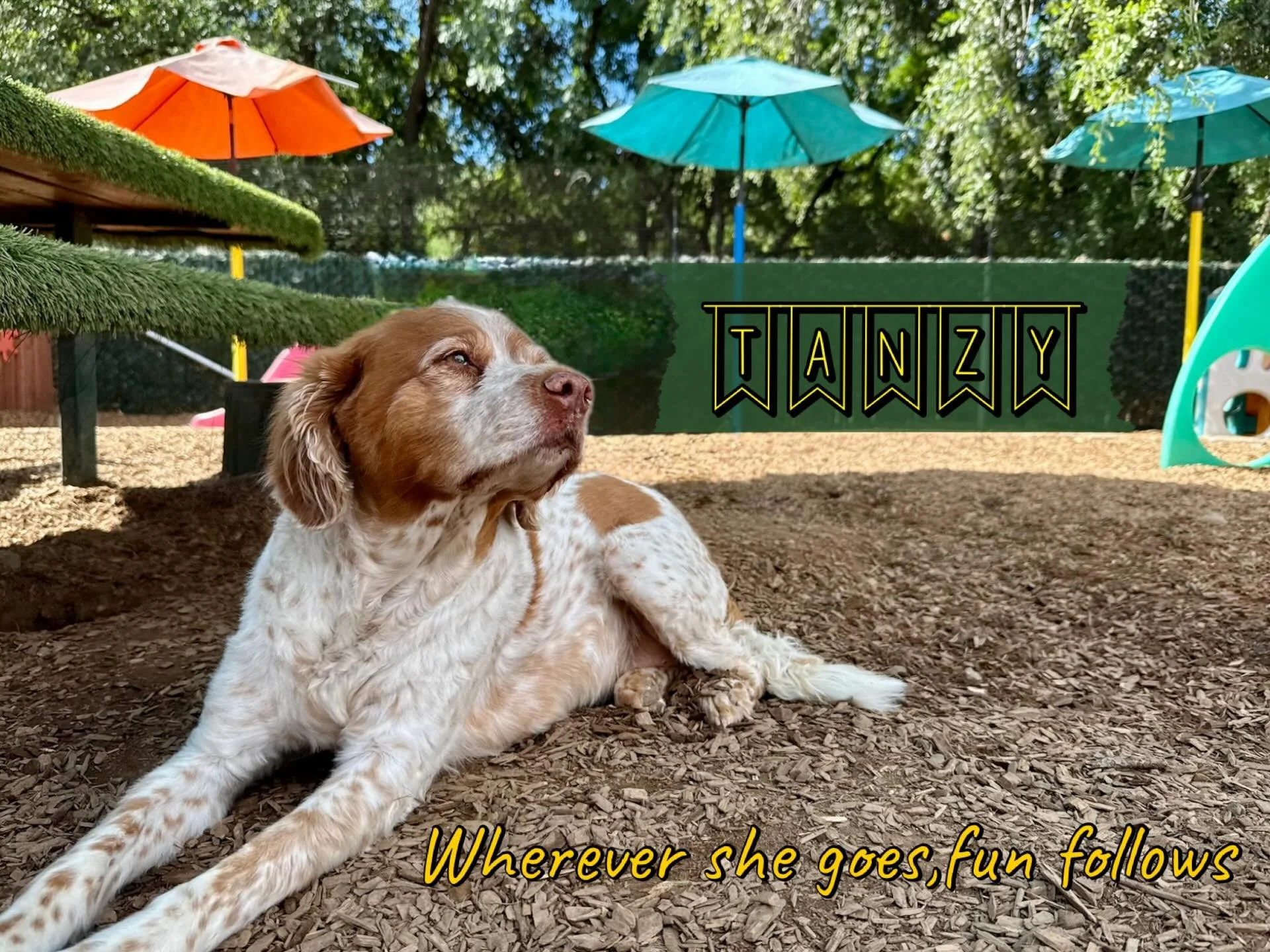 DOG OF THE DAY! 6-27-27. We have some catching up to do with our &ldquo;Dog of the Day&rdquo; posts and so let&rsquo;s start with Tanzy! Tanzy is the team captain of the Brittany Brigade and she is, in a word, Terrific! Besides being the most mature 