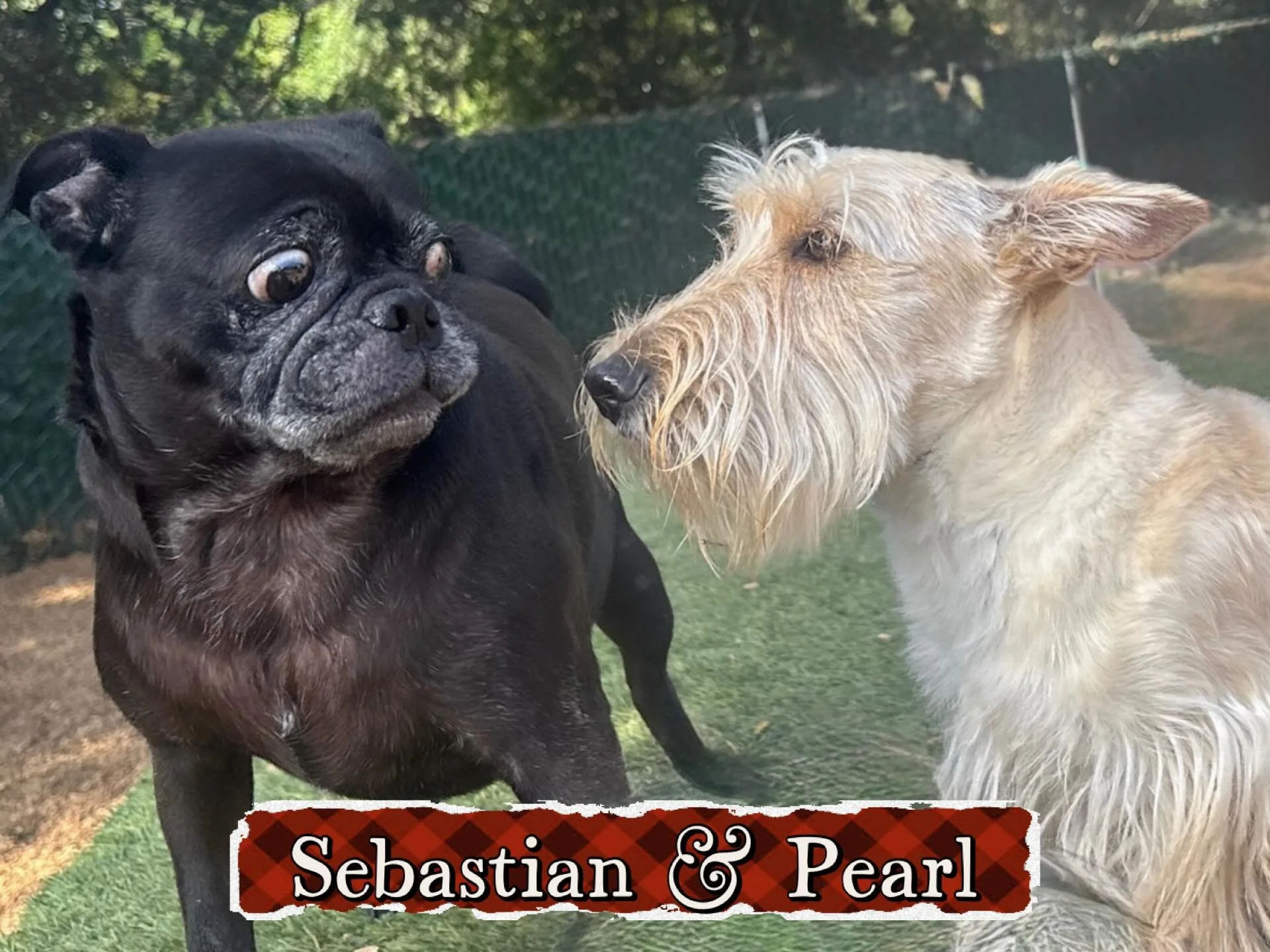 DOGS OF THE DAY! 6-28-26. Oh, those junior high dances with all their awkwardness. Boys on one side of the gym, girls on the other. And then, oh my gosh&hellip; that girl, the one he has the crush on approaches because she&rsquo;s sort of flirty and 
