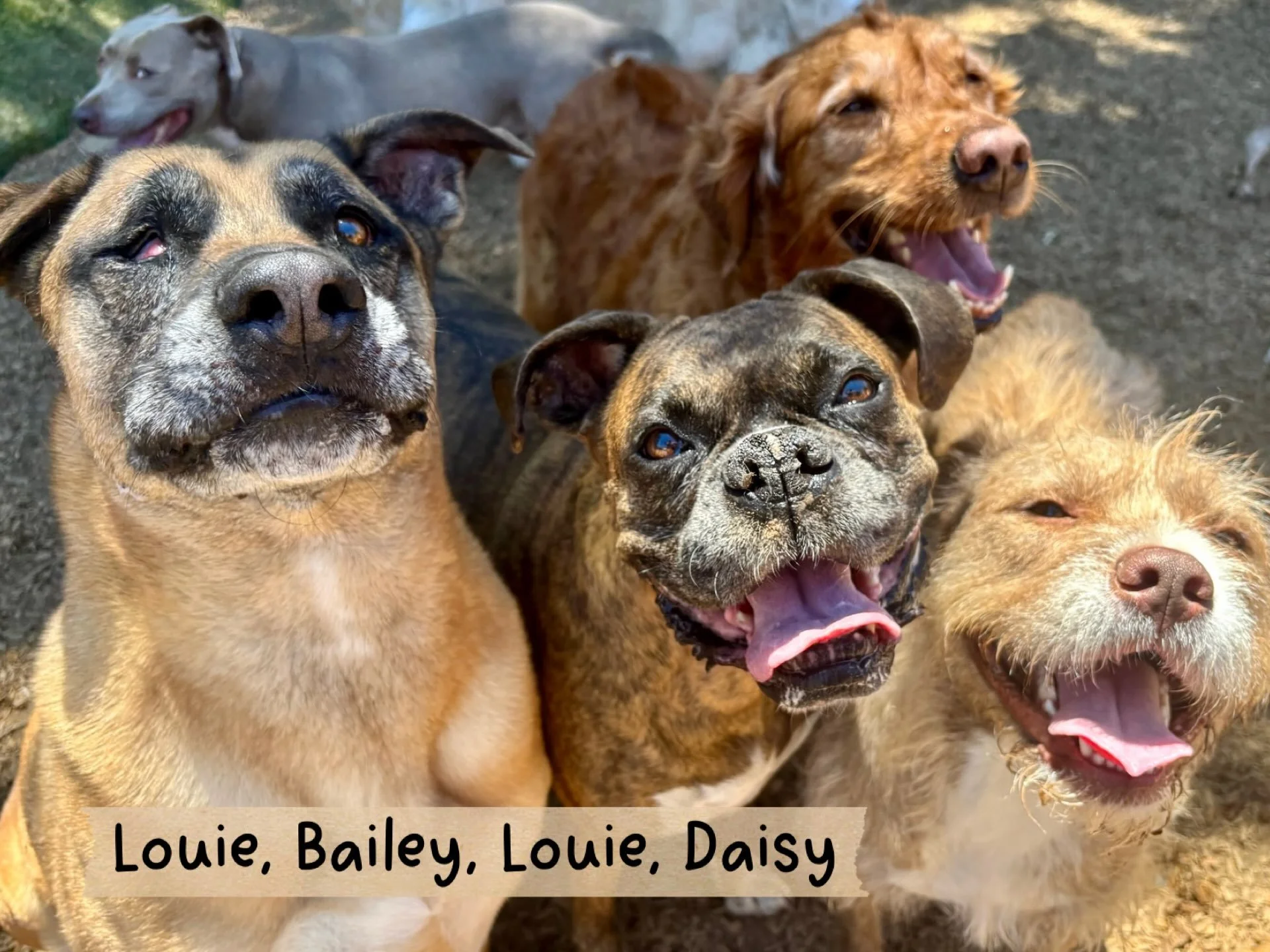 DOGS OF THE DAY! 6-29-26. The only thing better than one Louie is two. Add in a Bailey and a Daisy and we&rsquo;ve got a fabulous foursome, indeed! 

Louie Butters (left) is such a big, happy, galumphitty guy. At 8 years old, he&rsquo;s been part of 