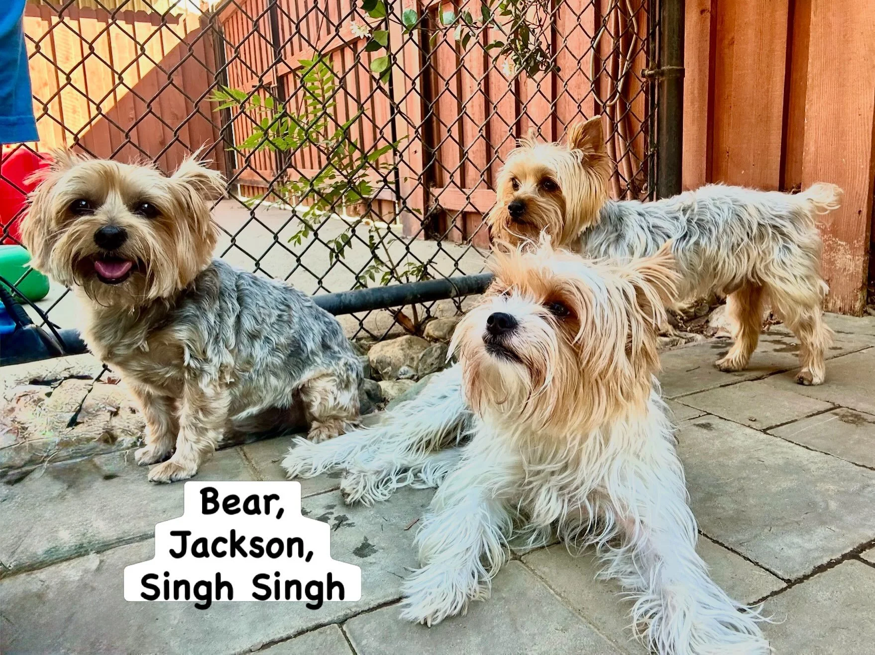 DOGS OF THE DAY! 6-30-26. We closed out the marvelous month of June with three (count em, THREE!) darling Yorkies at the PEP Camp party! 

Jackson, who has been previously introduced, was joined by Singh Singh and Bear. Singh Singh is a longtime frie