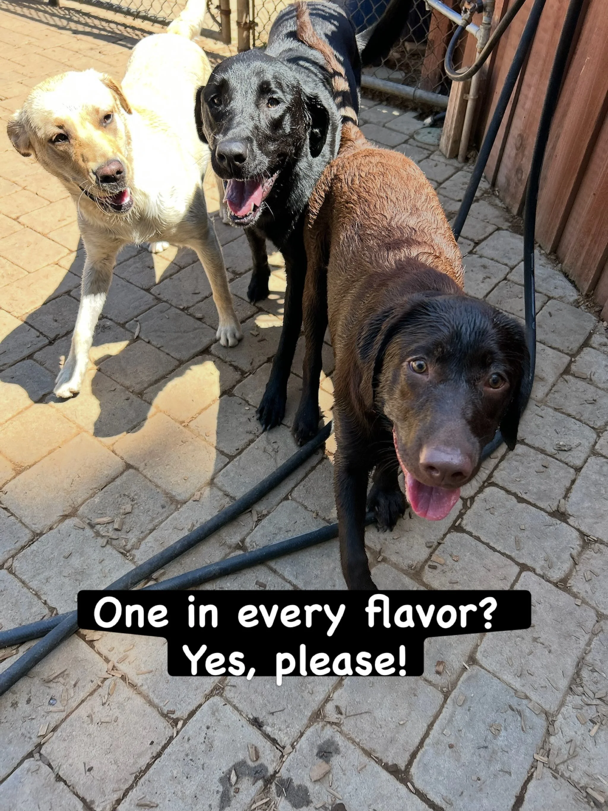 DOGS OF THE DAY! 7-3-26. We have all the flavors of Labrador at our resort today! From left to right, Sadie, Leia, and Hazel!

We&rsquo;ve previously introduced Sadie (our foster, Reggie&rsquo;s BFF) and Hazel (Princess Splooter) and so now we get to