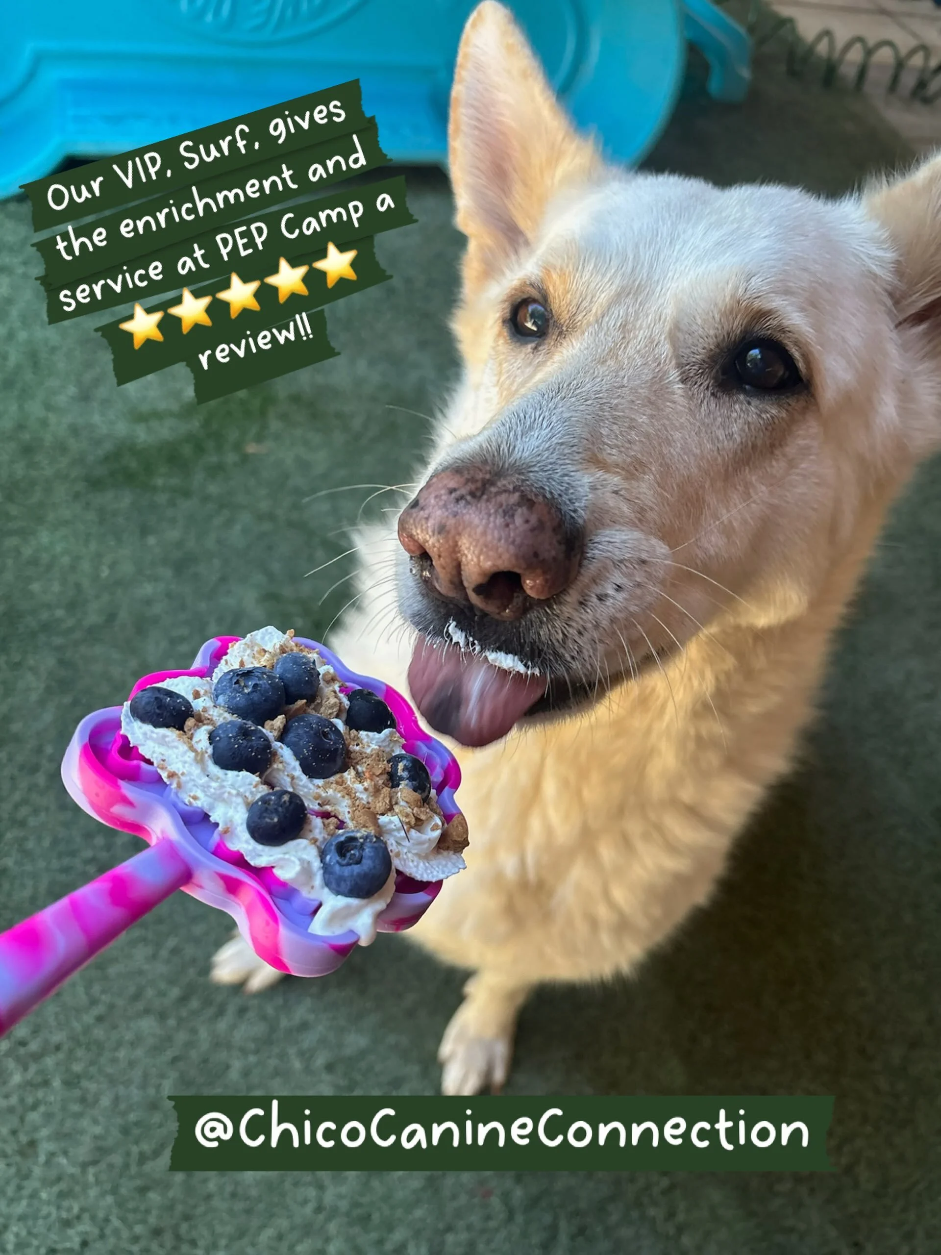 Have you left your Google 5-star review for us yet? We appreciate Yelp too! And if we haven&rsquo;t earned your confidence, please message us to let us know how we can improve. We know we&rsquo;re not perfect like dogs, but we&rsquo;re always hoping 