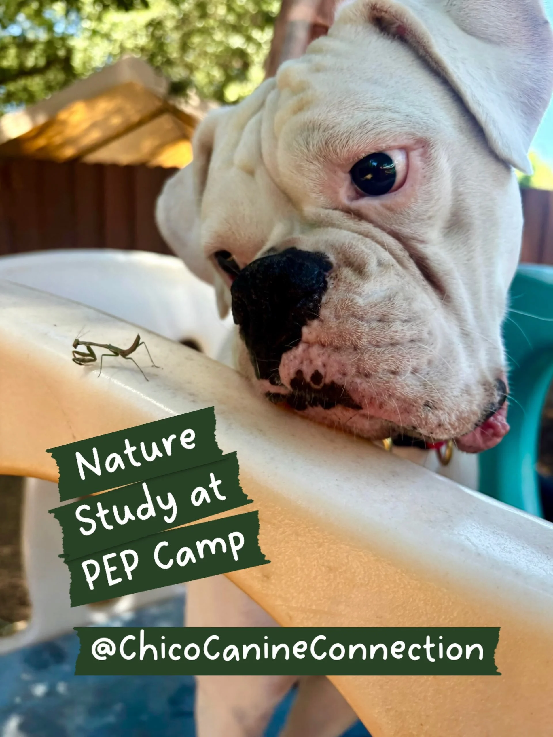 PEP Camper, Frankie, is mesmerized by the bug life that was the focus of today&rsquo;s nature study program at PEP Camp. PEP Camp is The Canine Connection&rsquo;s enrichment daycare program for very cherished dogs. Check it out on our website so your