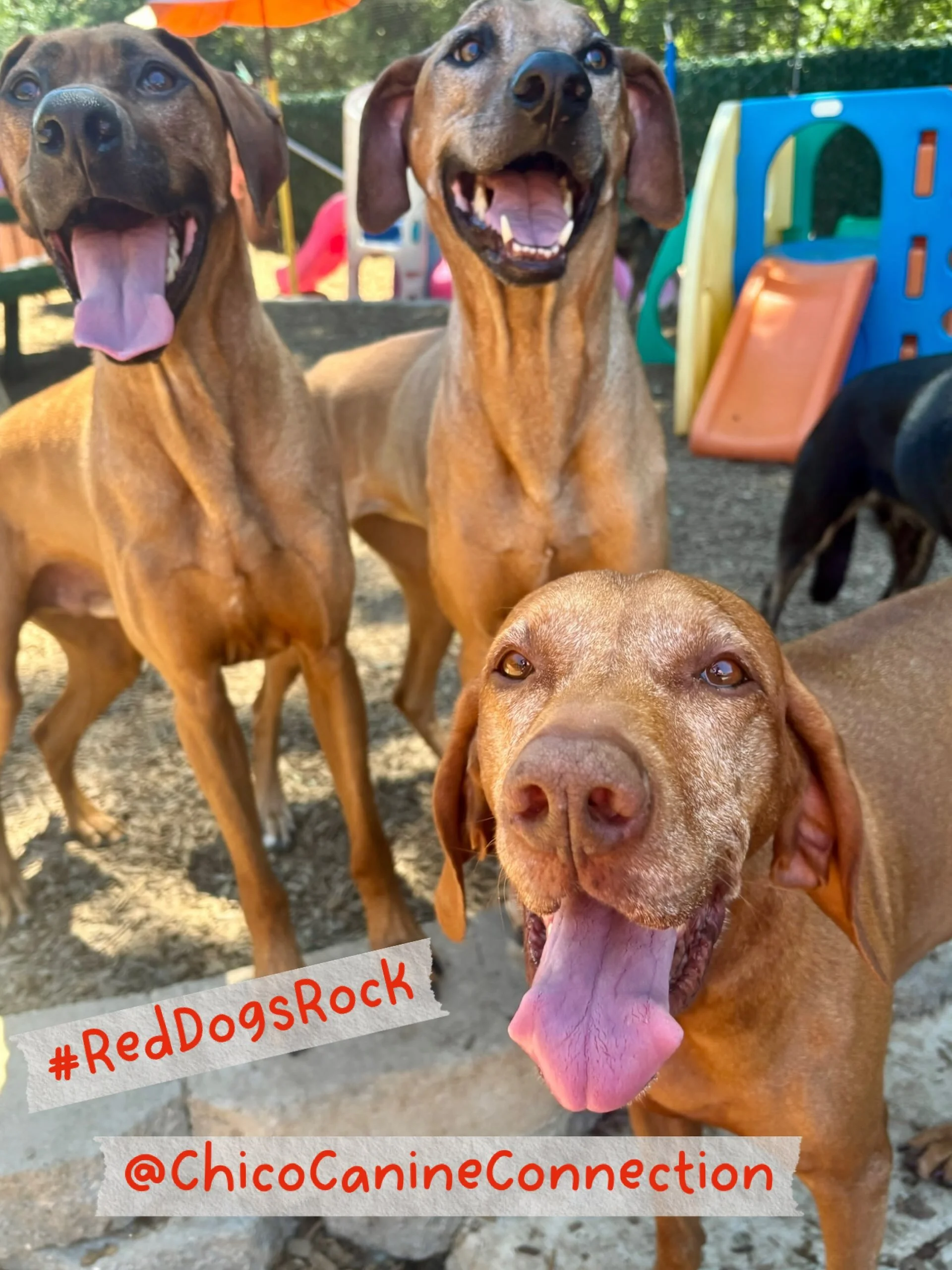 PEP Campers Sam and Otis (the regal Rhodesians) and Belle (the vivacious Viszla) wanted to be sure you got this message. 

#reddogsrock #reddogs #canineconnection #dogsofthecanineconnection #chicoca