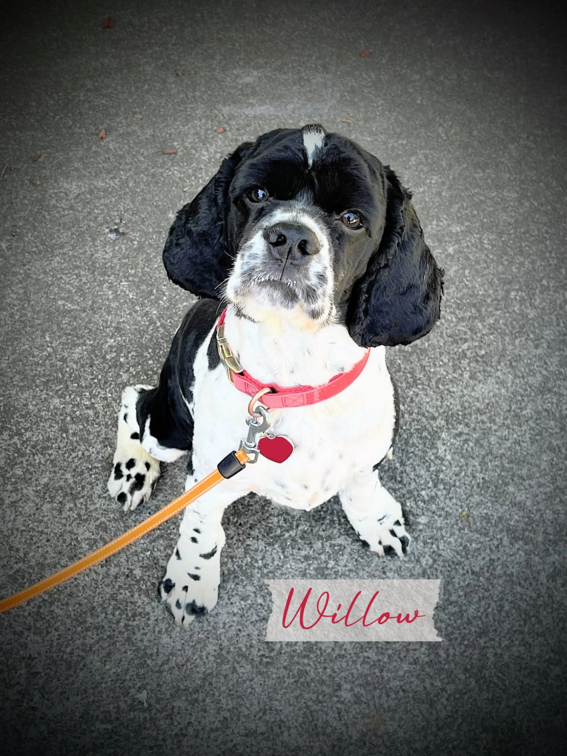 This is Willow. He&rsquo;s drop dead gorgeous and a little bit naughty. We&rsquo;re thrilled to have him and his family in our positive training community! 

Willow lives near a very busy street and unfortunately, has learned the joys of door-dashing