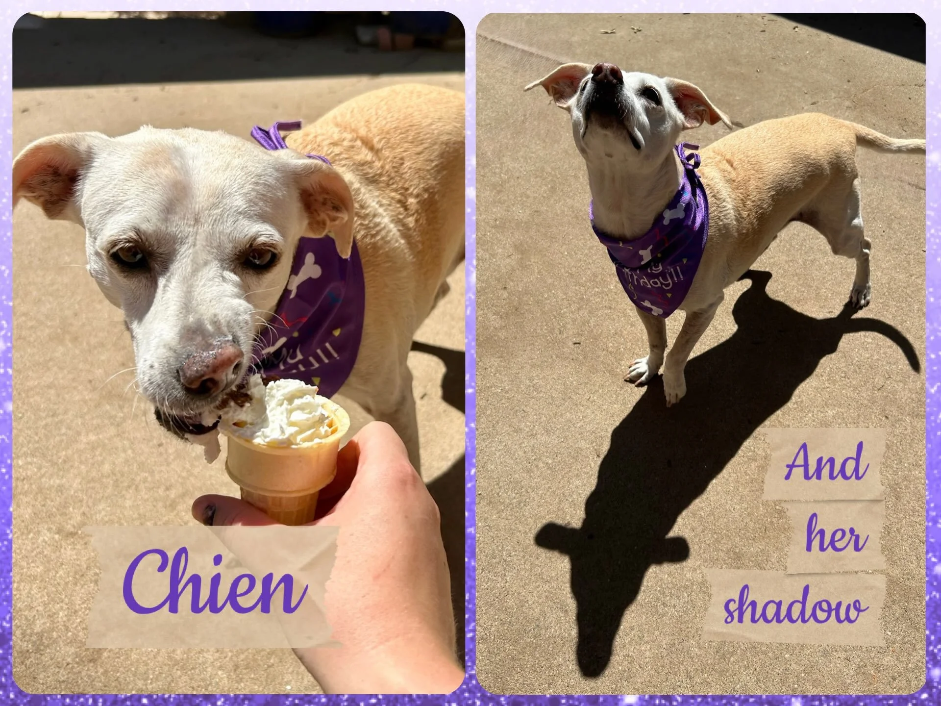 DOG OF THE DAY! 7-6-26. Chien might appear to be a no-nonsense sort of gal, but this little terrier mix has flair. She&rsquo;s got the French name that mixes intrigue with practicality (&ldquo;Chien&rdquo; is &ldquo;Dog&rdquo; in French), the wisdom 
