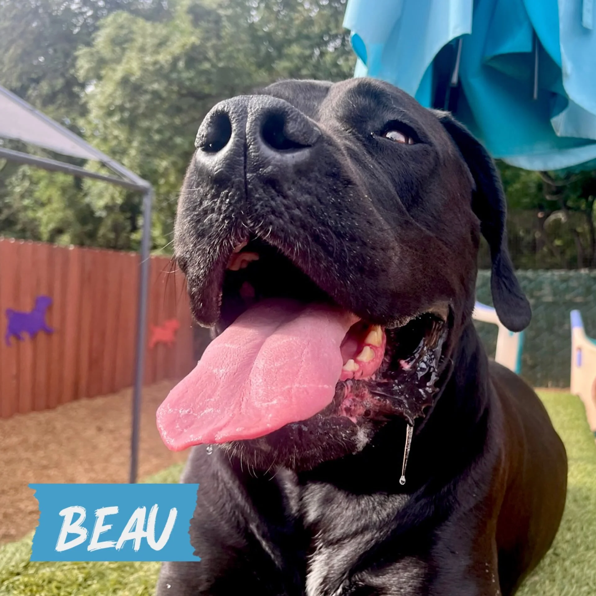 DOG OF THE DAY! 7-7-26. Yesterday, we posted a workaverary shout-out to our great team member, Beau, and today we&rsquo;re introducing another Beau! This Beau is a frequent vacationer with us, sometimes along with his cousin, Buddy, another big bounc