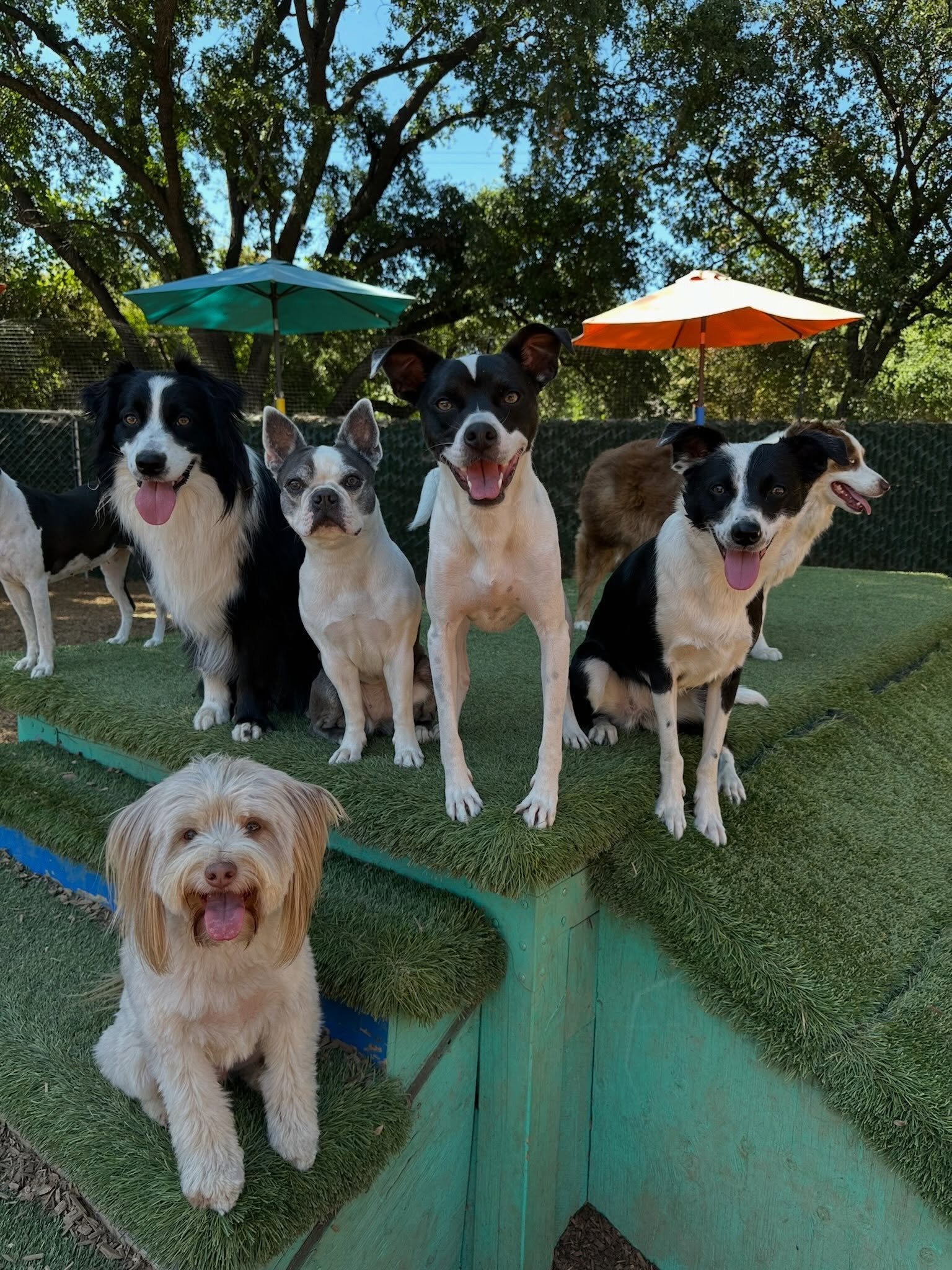 DOGS OF THE DAY! 7-8-26. We couldn&rsquo;t do it&hellip; we couldn&rsquo;t choose just one of our Canine Connection dogs to feature today, or even two. Every dog in our &ldquo;Little League&rdquo; social group at PEP Camp today was just so darn cute 