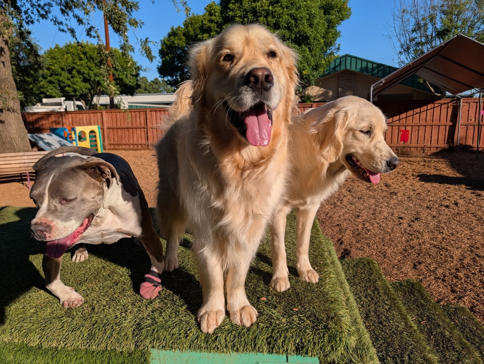 Our Thursday is off to a lovely start. Hope yours is too!

#chicodogresort #canineconnection #doglife #dogsofthecanineconnection