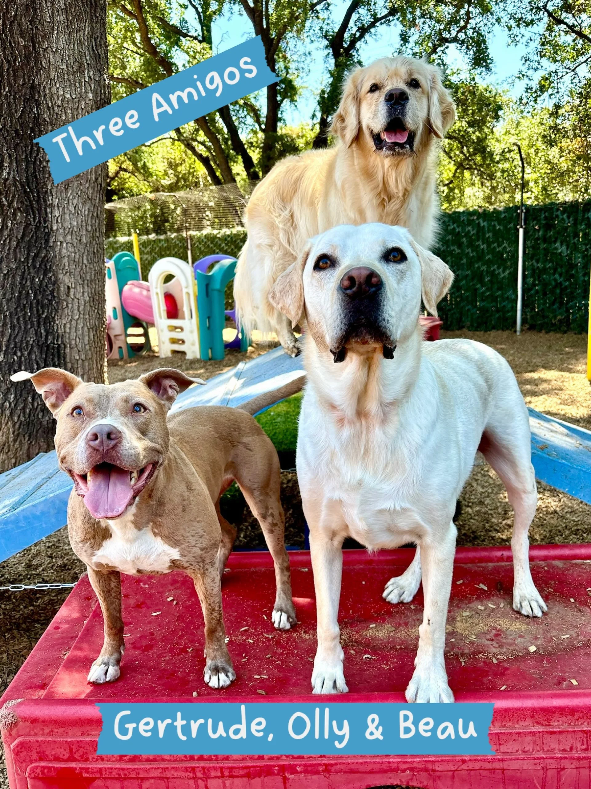 DOGS OF THE DAY! 7-9-26. How lucky are we?! It&rsquo;s another day with another Beau, this time Beau the Labrador Retriever! Today, as with all days, Beau had a grand time at PEP Camp, our enrichment daycare program for very cherished dogs. He has so