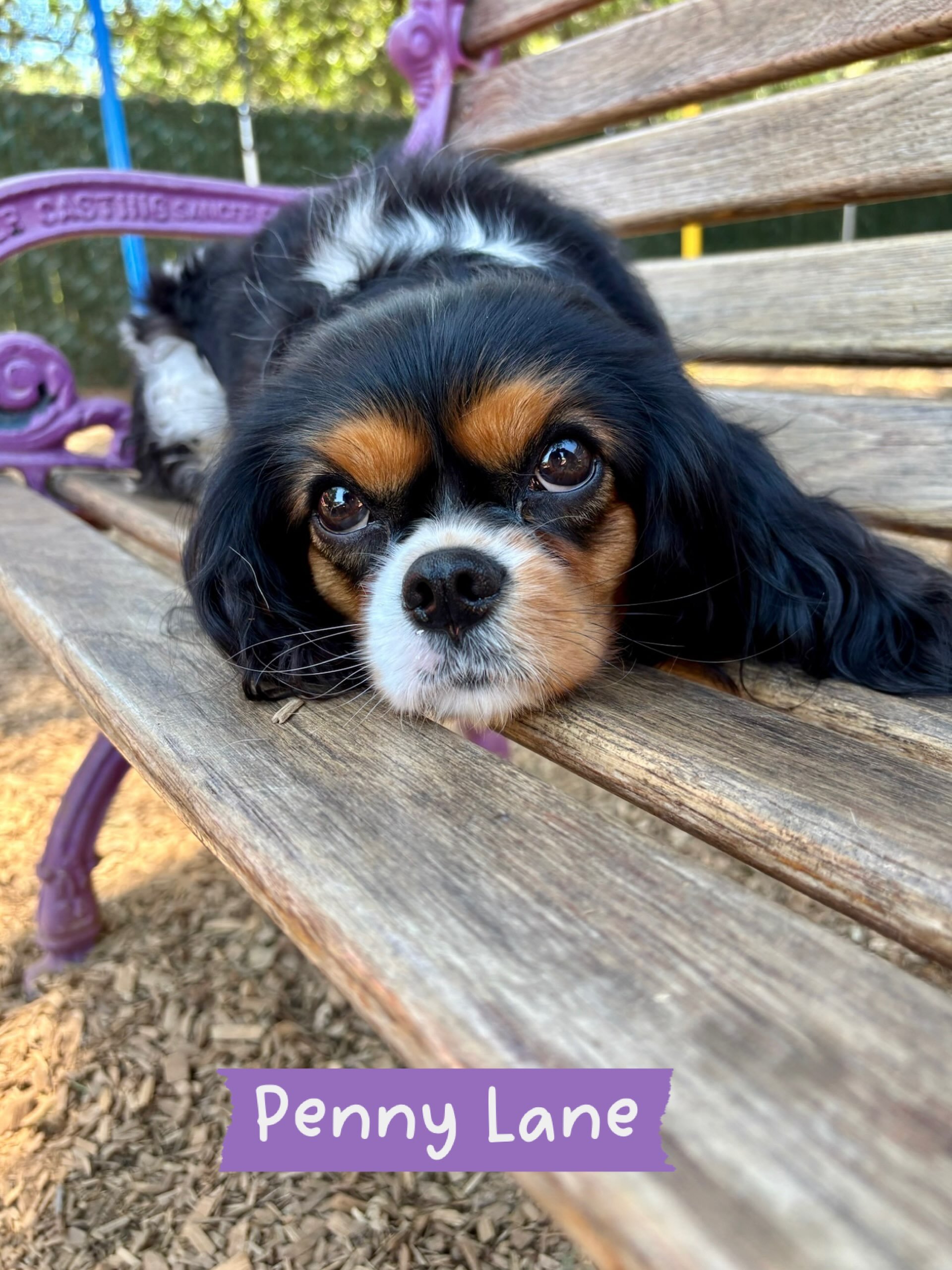DOG OF THE DAY! 7-10-26. Penny Lane! PEP Camper. Little Leaguer. Bench Warmer. Puppy Kindergarten Grad. Puppy Phi Epsilon. Little Sister. BFF. Heart Throb. Good Luck Charm.

#cavalier #canineconnection #chicoca #dogsofinstagram #doglife
