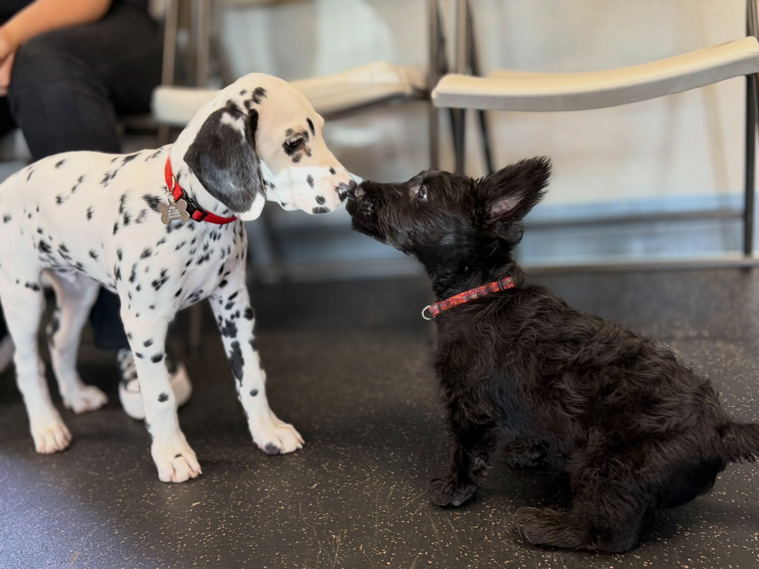 What&rsquo;s black and white and red all over? Two of our new precious puppy school students at their first Puppy Social! Meet Duffy the Dalmatian and Mack the Scotty, dressed for success in their matching red collars. Welcome to The Canine Connectio