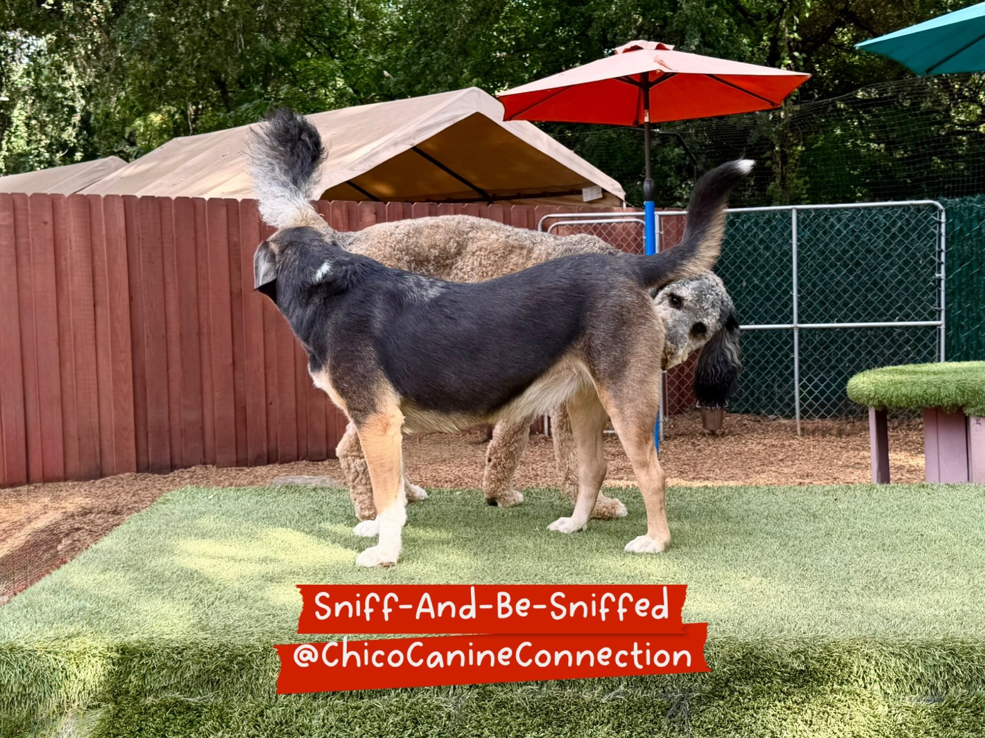 For over 24 years, we&rsquo;ve been helping Chico area dogs live more enriched lives. Our academy and resort programs help dogs learn how to live more successfully in the human world and have more opportunities to engage appropriately with other dogs